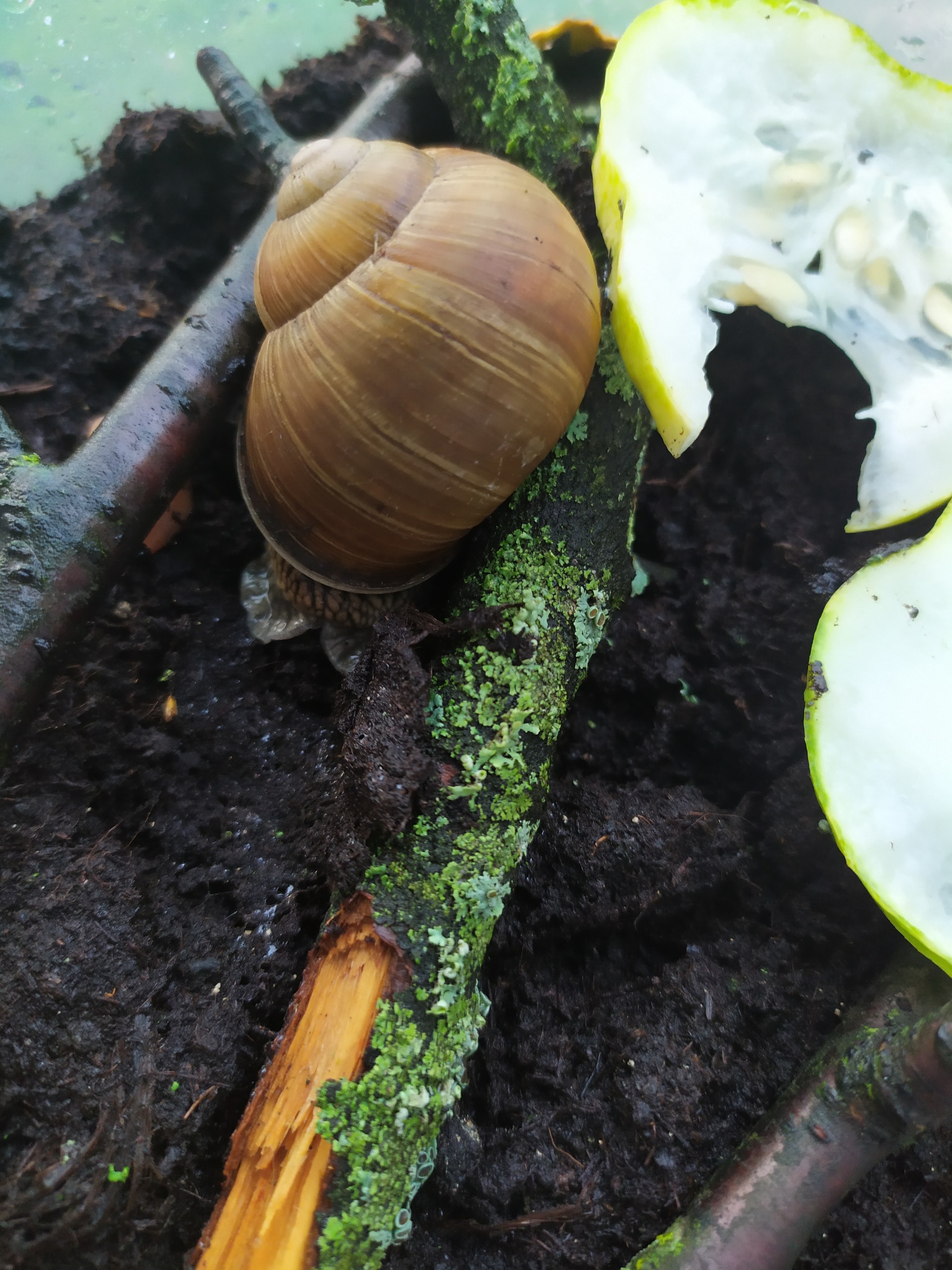 New pet - My, Pets, Grape snail, Longpost, Snail