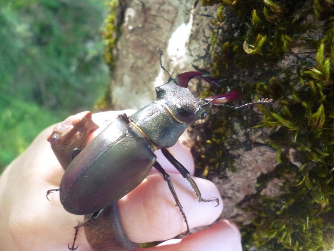 Stag beetle. - My, Жуки, Deer Beetle, Insects, Longpost