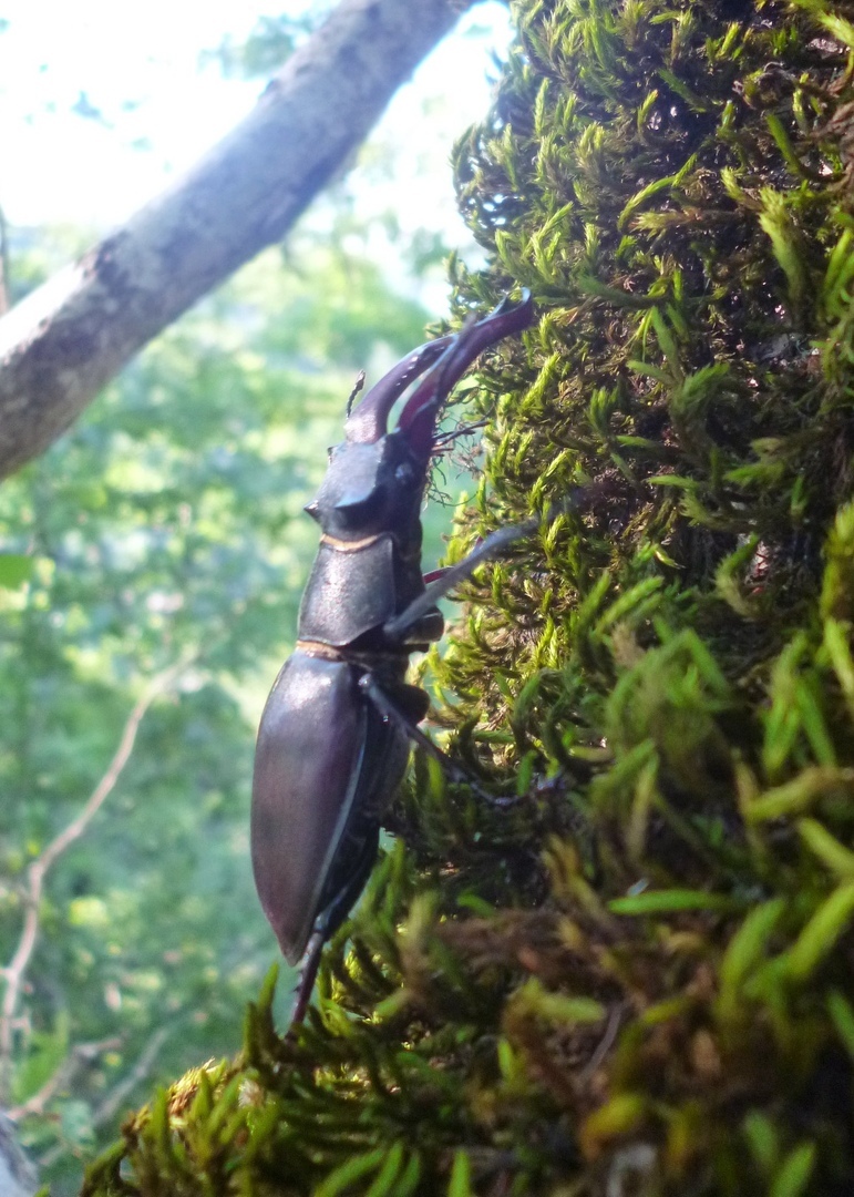 Stag beetle. - My, Жуки, Deer Beetle, Insects, Longpost