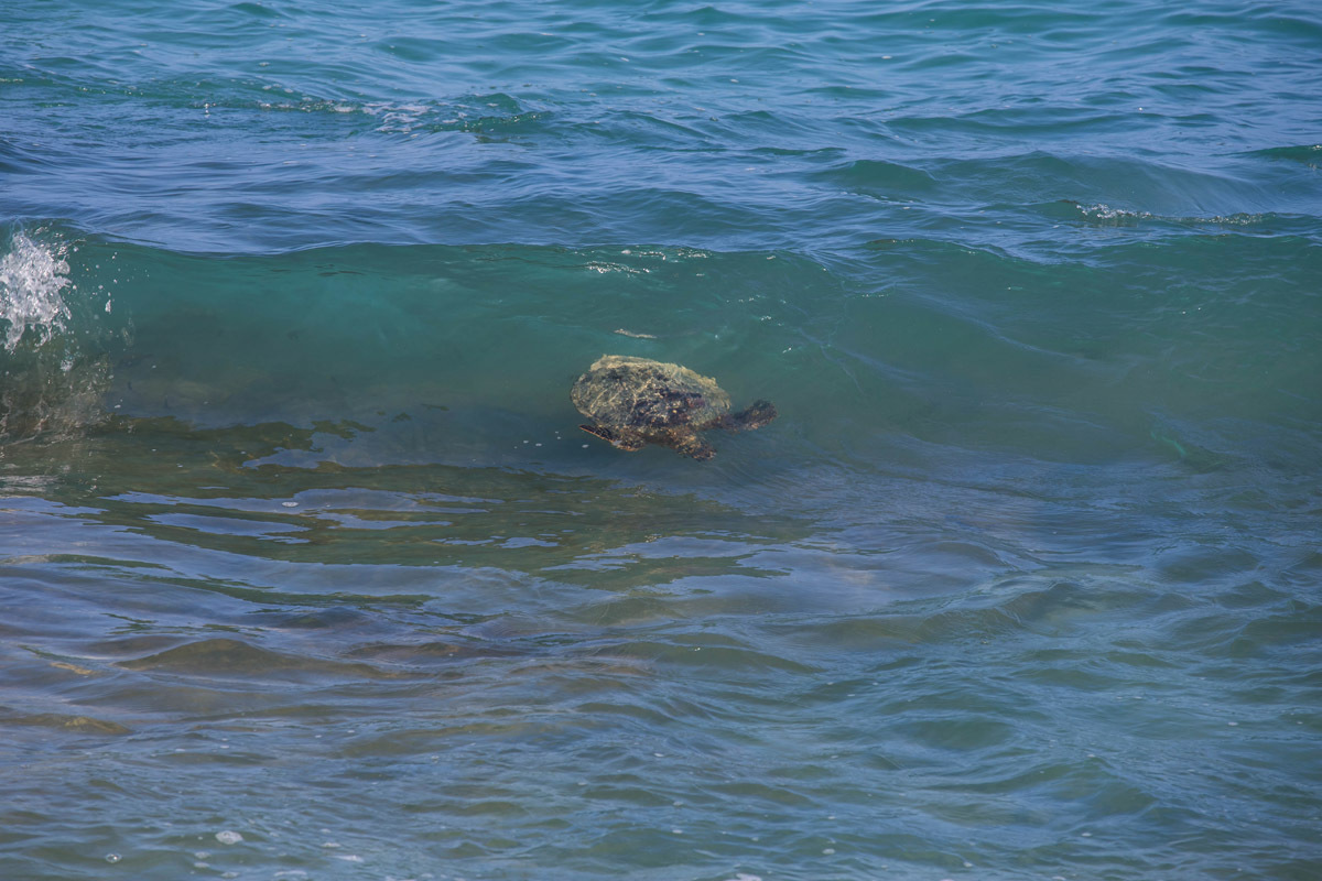 Waves and life - My, Ocean, Hawaii, Sea, Turtle