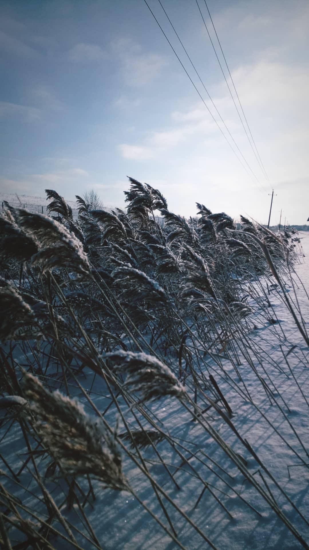 Reeds or cattail? - My, Jungle cat, Reeds, Exotic animals, cat, Catomafia, Video, Longpost