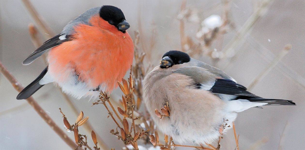 Discovery of the singing chromosome - Chromosomes, Evolution, Songbirds, Meiosis, Genome, Longpost