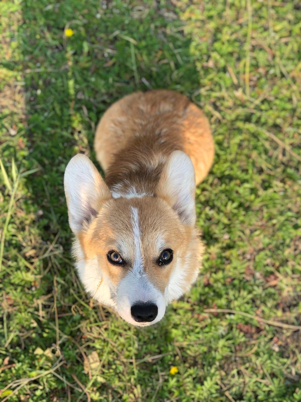 Teddy 5 months - My, Corgi, , Dog, Pets, Friend of human, Longpost, Welsh corgi pembroke