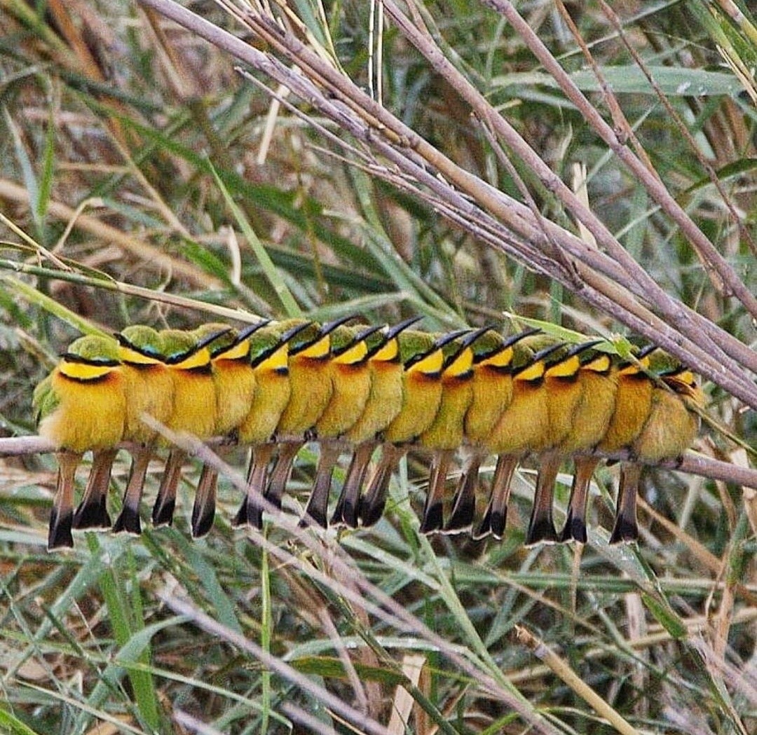 Clones - Birds, The photo, Clones