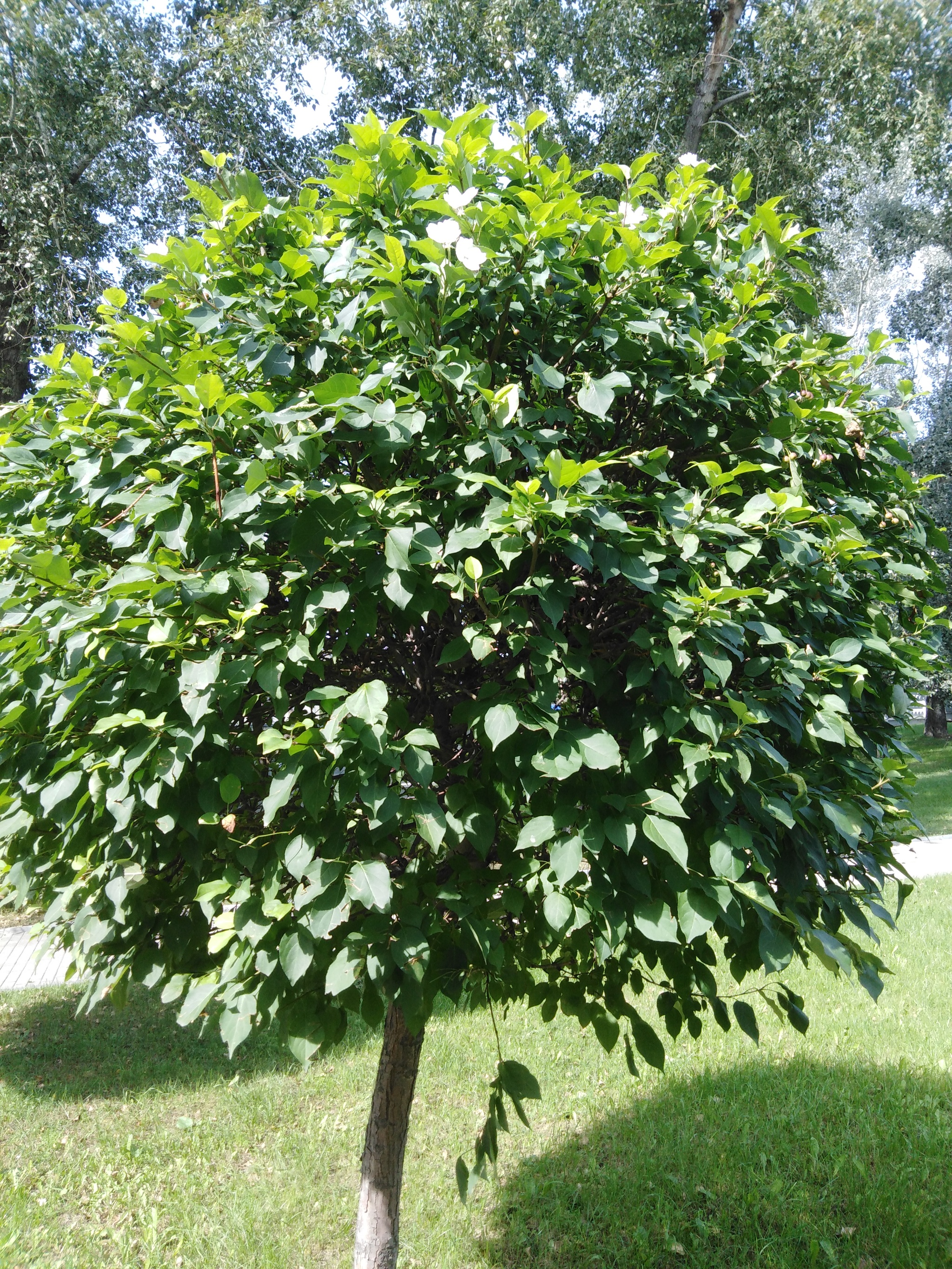 Spring has returned. - My, Town, Apple tree, Bloom, Autumn, Longpost