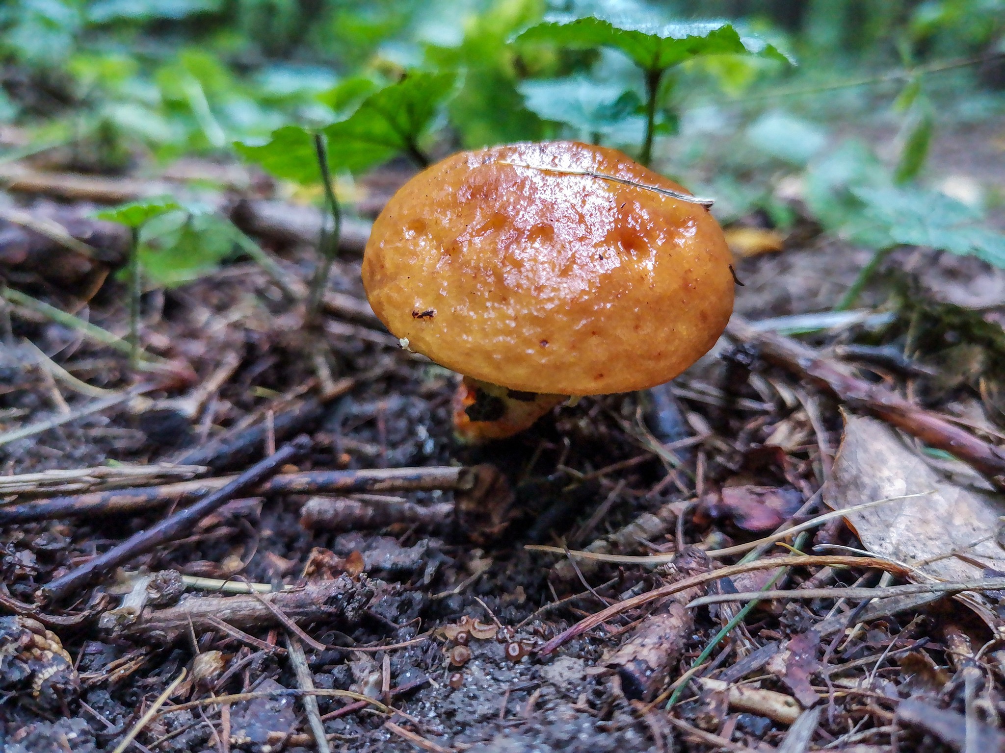 Mushrooms - My, Mushrooms, Mobile photography, Longpost, Dzerzhinsk, Arboretum