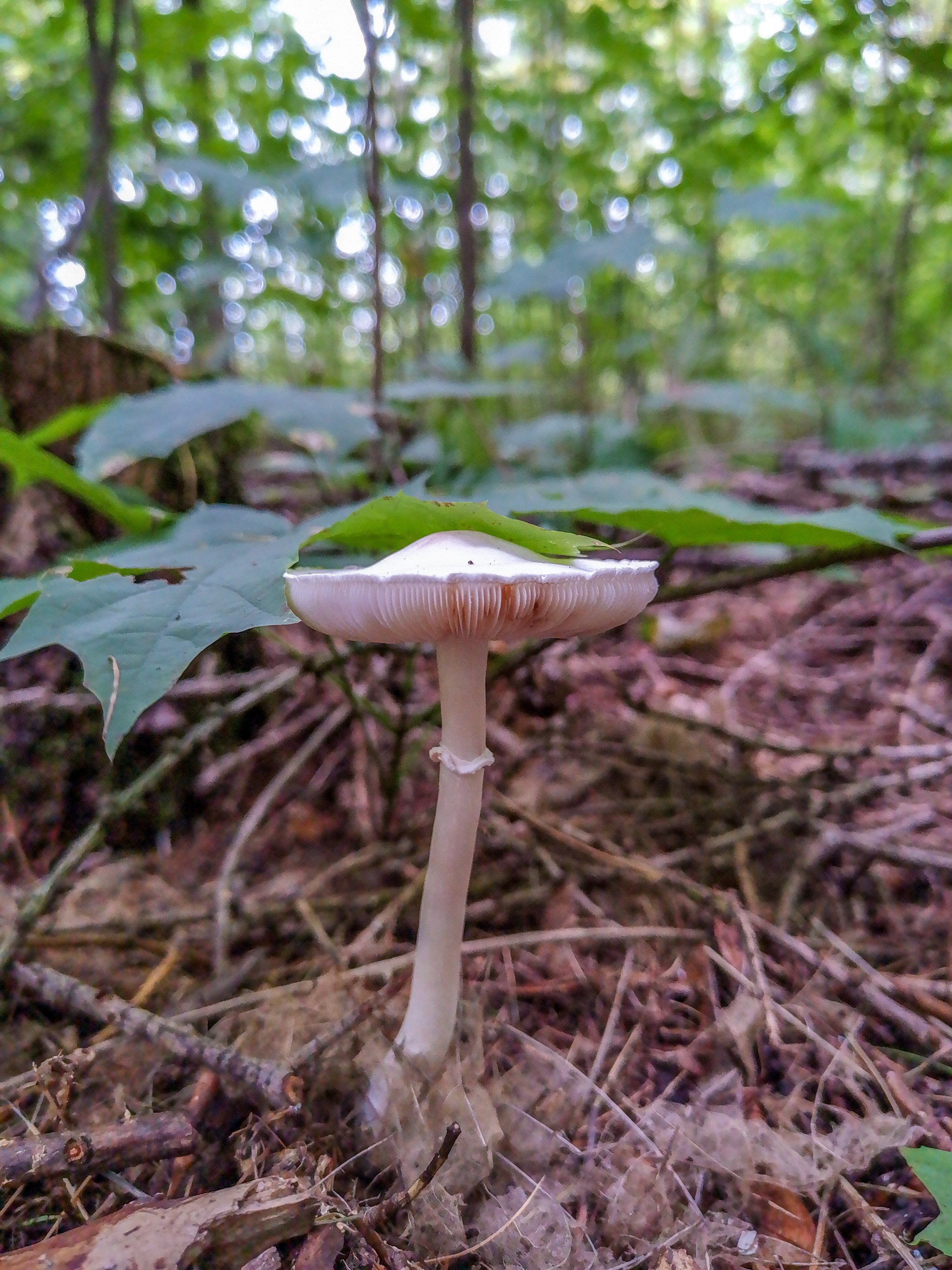 Mushrooms - My, Mushrooms, Mobile photography, Longpost, Dzerzhinsk, Arboretum