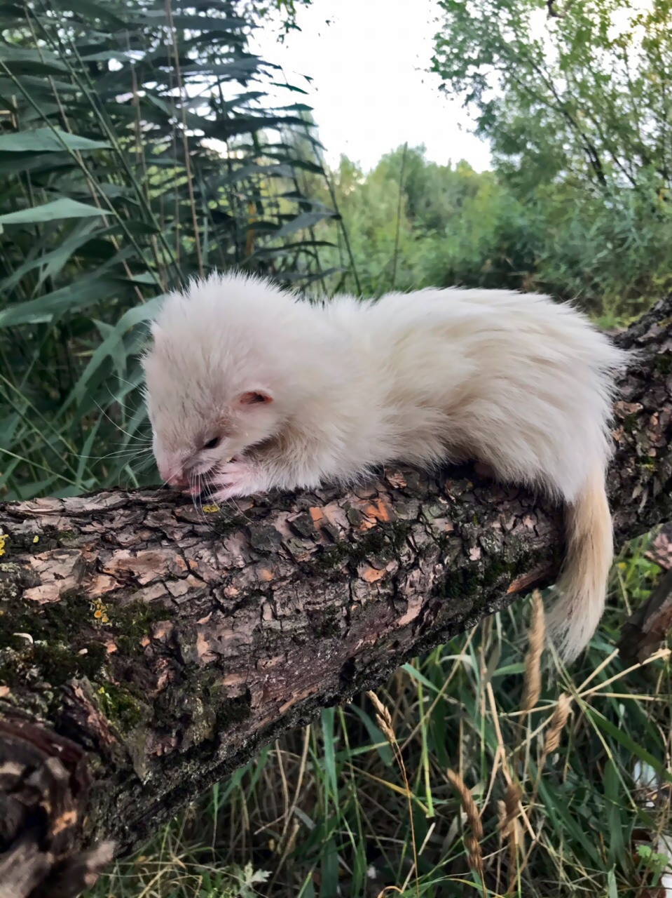 Walking with ferrets - My, Ferret, Nature, Dream, Longpost