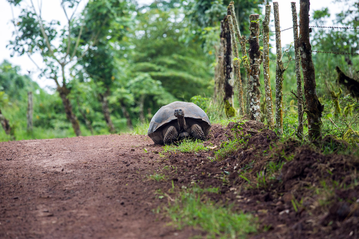 Galapagos. - My, Galapagos Islands, Ecuador, Sea, Travels, Longpost