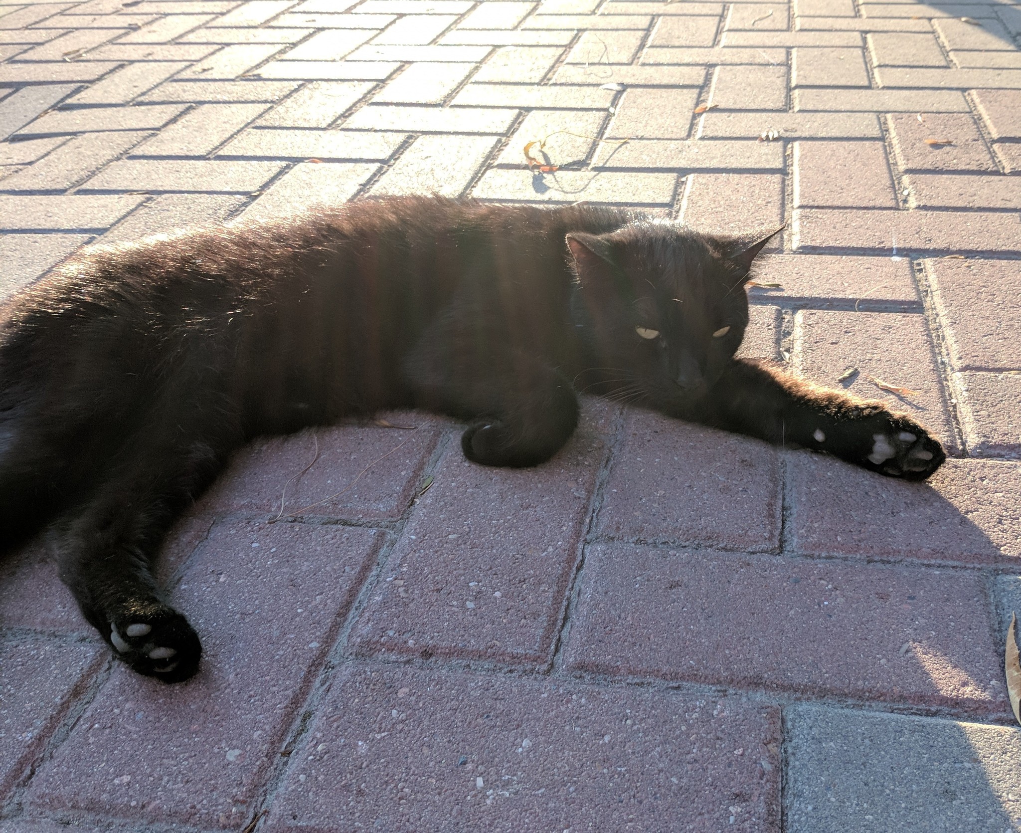 Gelendzhik seals - My, , cat, Milota, Relaxation, Resort, Gelendzhik, Longpost