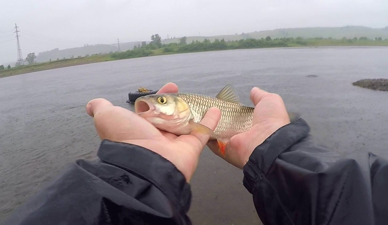 Chusovaya river. - My, Fishing, Spinning, Chub, Perch, Ultralight, River, Nature, Ural, Video, Longpost