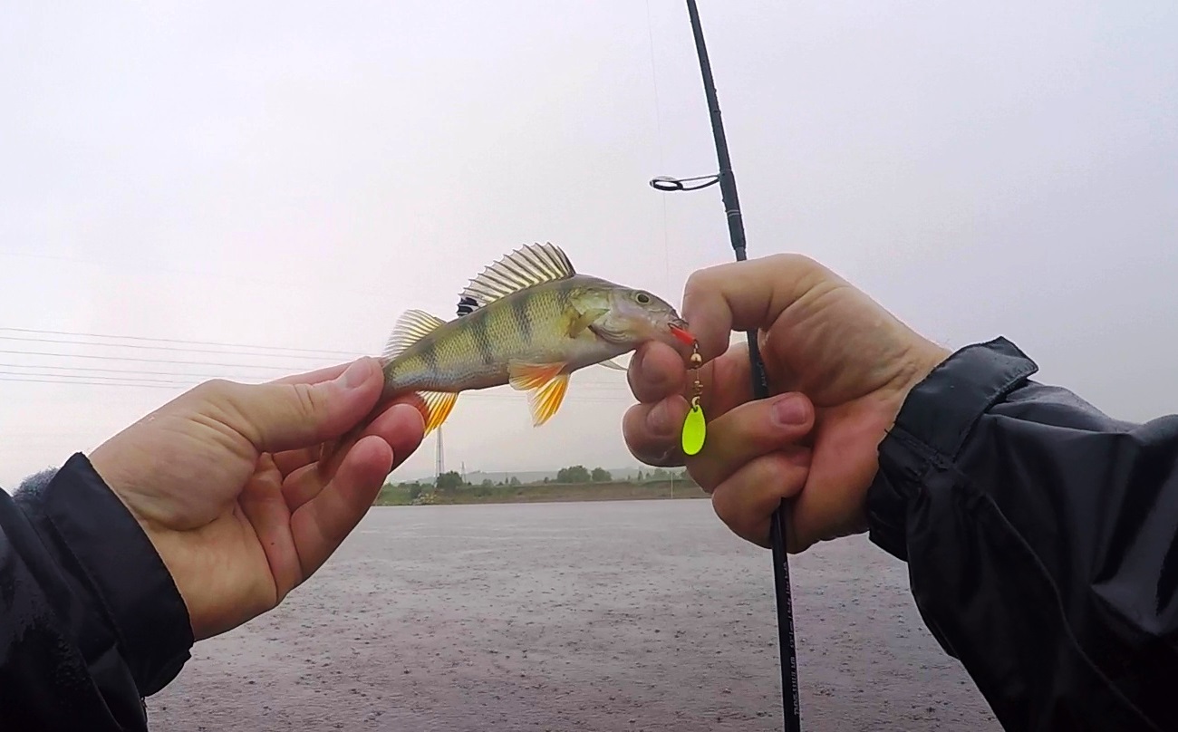 Chusovaya river. - My, Fishing, Spinning, Chub, Perch, Ultralight, River, Nature, Ural, Video, Longpost