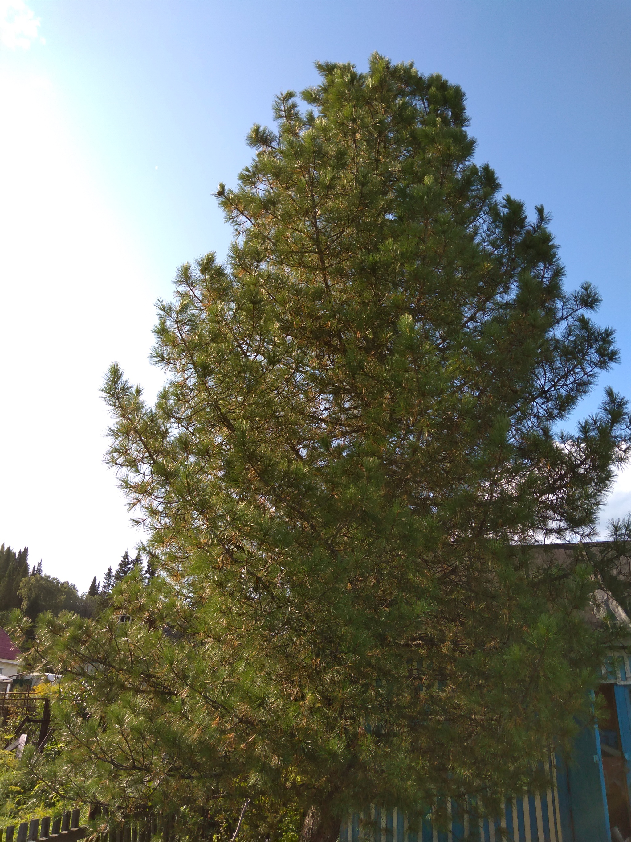 Harvest 2019 - My, Harvest, Garden, Cones, Cedar, Longpost, Pine nuts