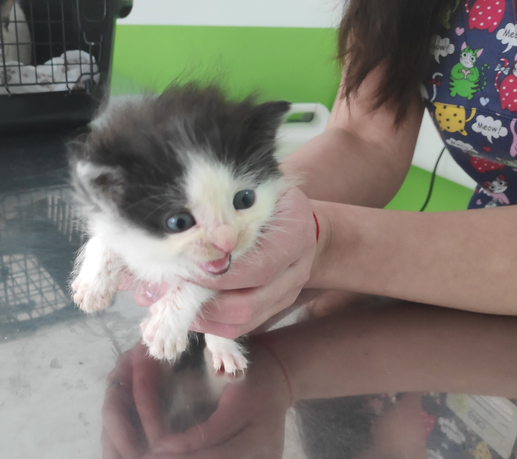 Kitten - My, cat, Help, In good hands, Lost, Helping animals, Butovo, Moscow, No rating