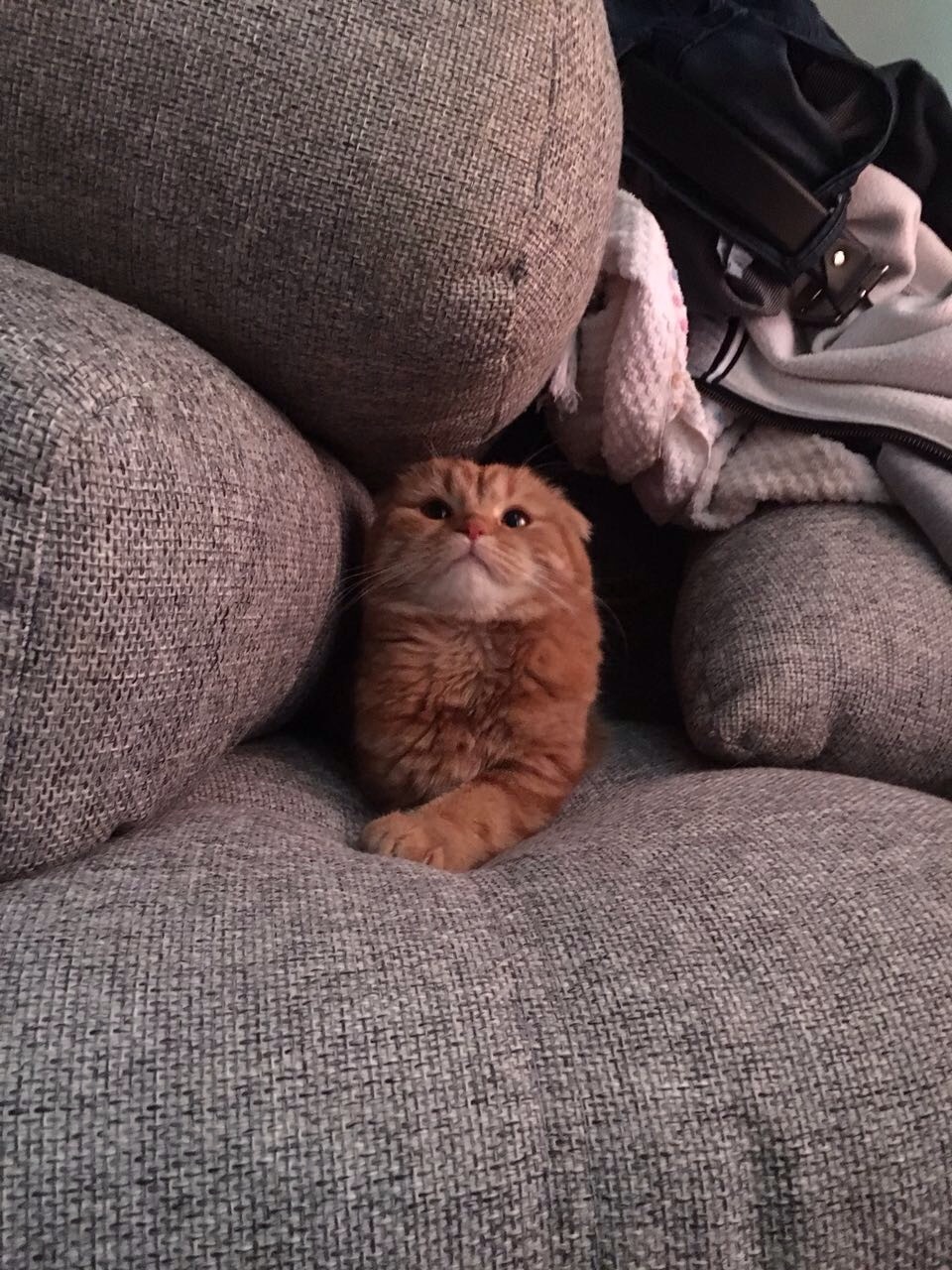 petite redhead - cat, Scottish lop-eared, Longpost