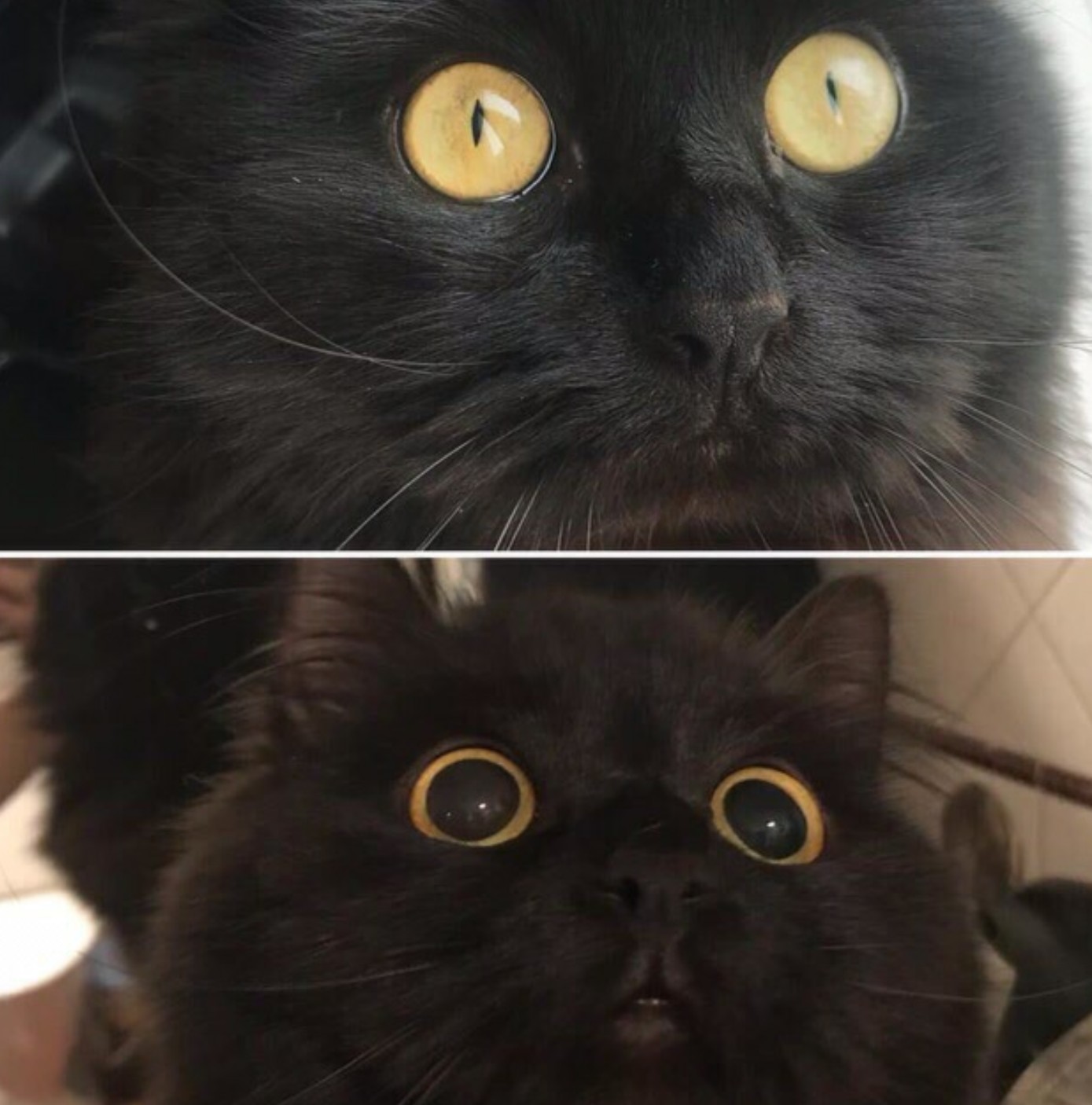 Attack mode activated - cat, Catomafia, Eyes, Longpost