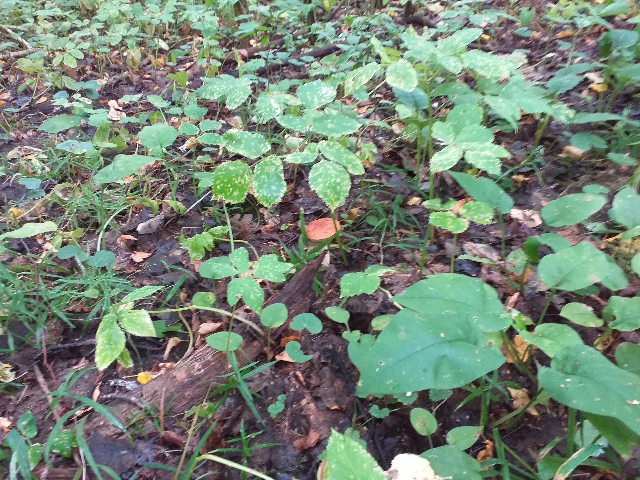 Last days. - My, The photo, Mushrooms, Forest, Longpost