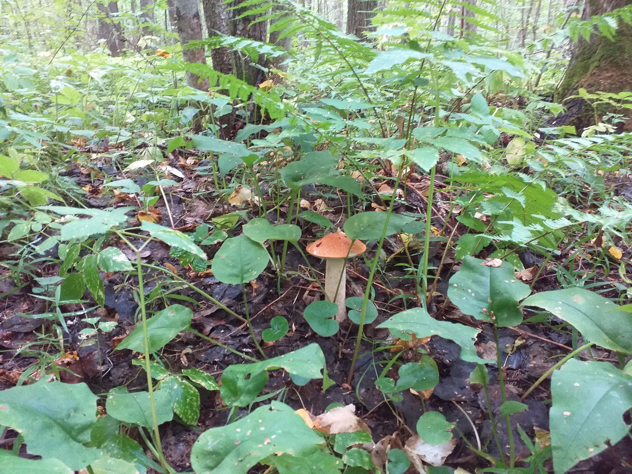 Last days. - My, The photo, Mushrooms, Forest, Longpost