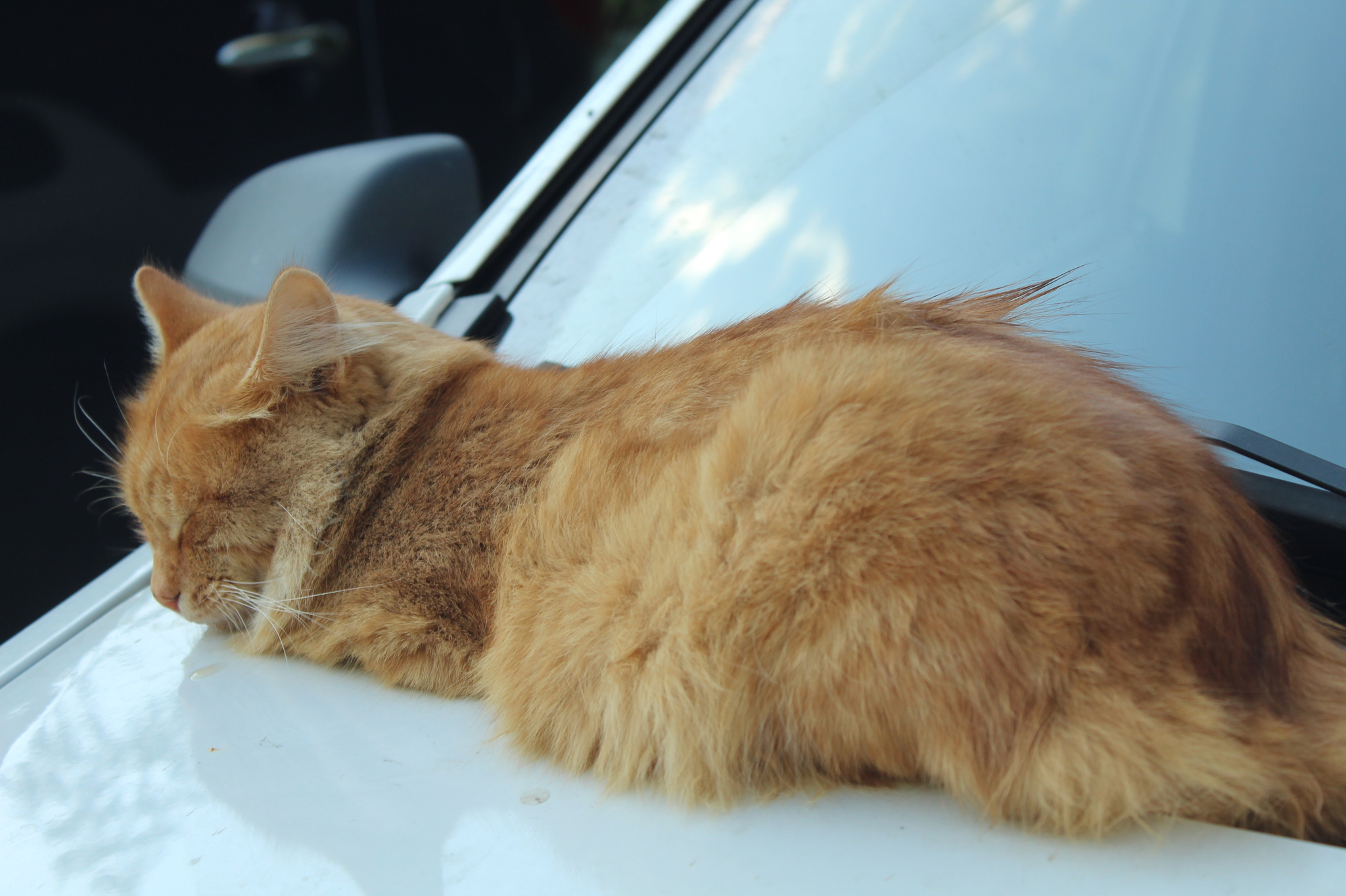 Quiet, quiet, don't scare... - My, Beginning photographer, cat, Hood, Longpost