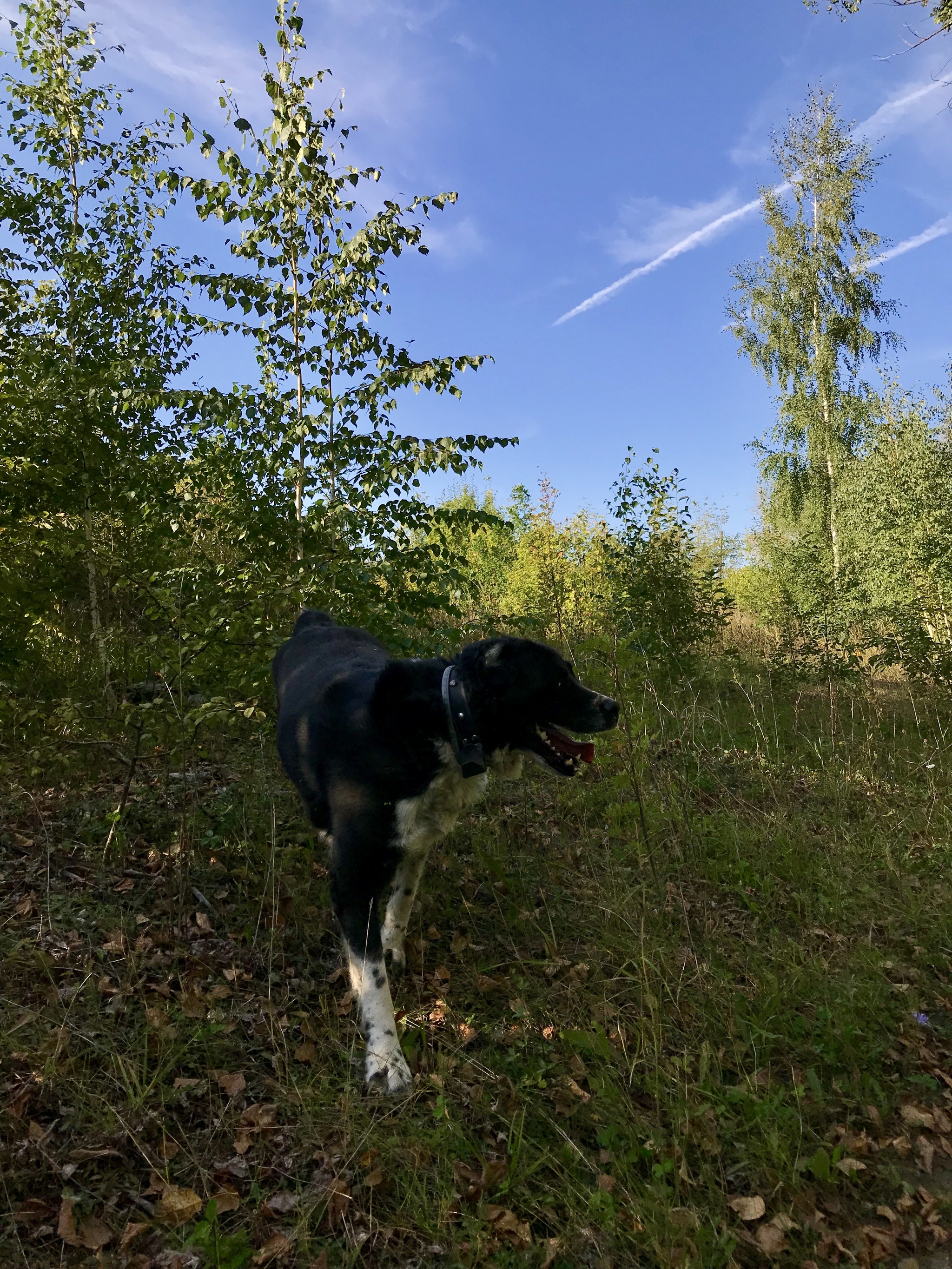 Walked... - My, Dog, Alabai, Dog lovers, Dog days, Lipetsk region, Longpost