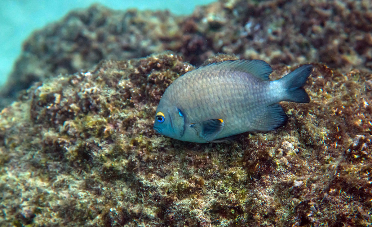 Galapagos. - My, Galapagos Islands, Sea, Snorkeling, Travels, Longpost