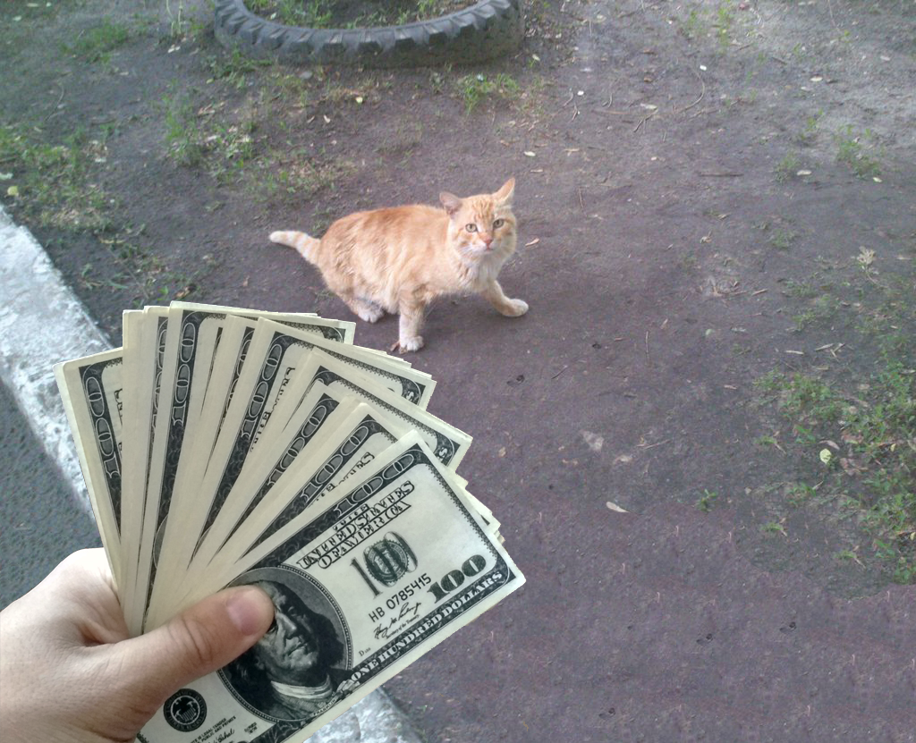 And my cat brought me $2,000 instead of mice. - My, Money, cat, Good boy, Not really