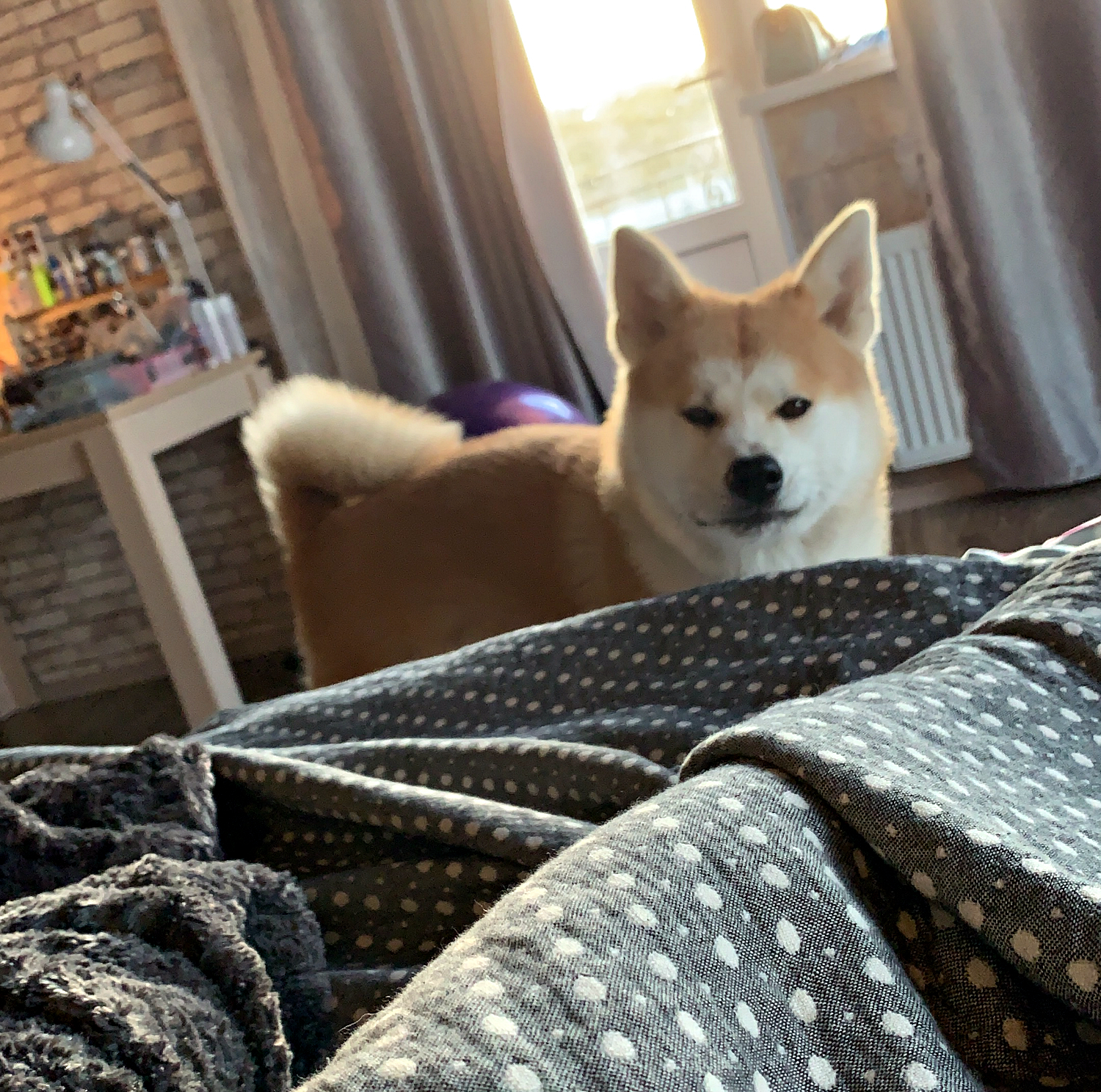 My dog's face when I bought treats and didn't give her - My, Dog, Akita inu, Beggars
