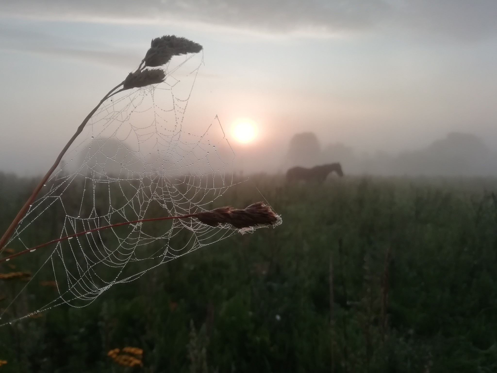 On the way to go fishing - My, Fishing, The photo, Skill, dawn, Horse in coat, Landscape, Fog