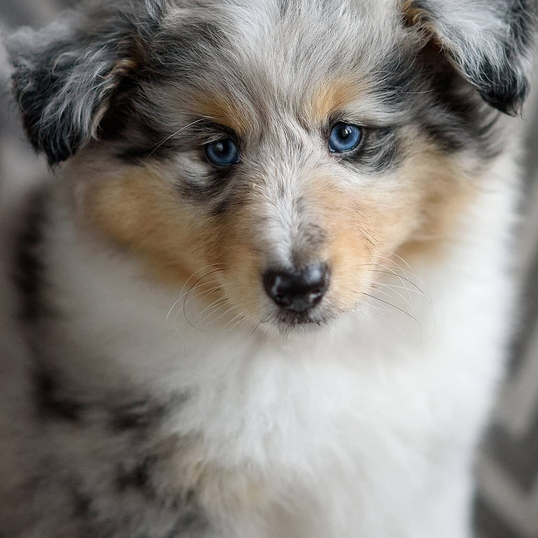 Our blue-eyed happiness - My, Dog, Sheltie