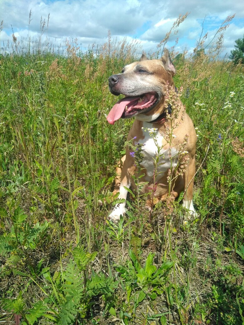 This is a fighting dog, he will eat you at night! - My, Amstaff, Dog, Pets, Animals, Longpost