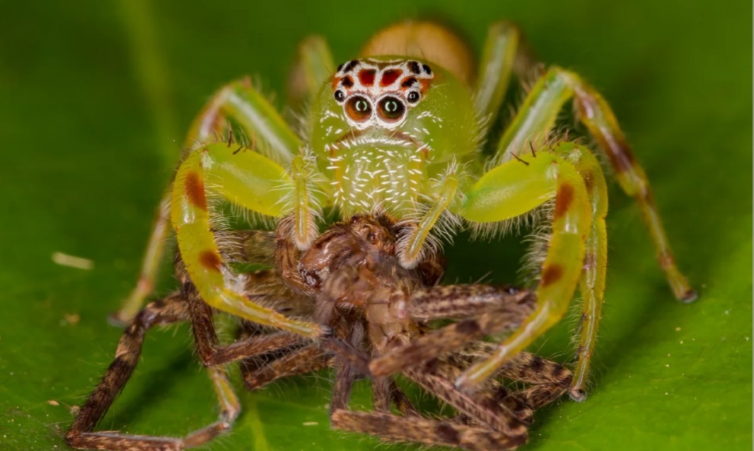 Universal cuteness post: s - Spider, Milota, Longpost, Macro photography