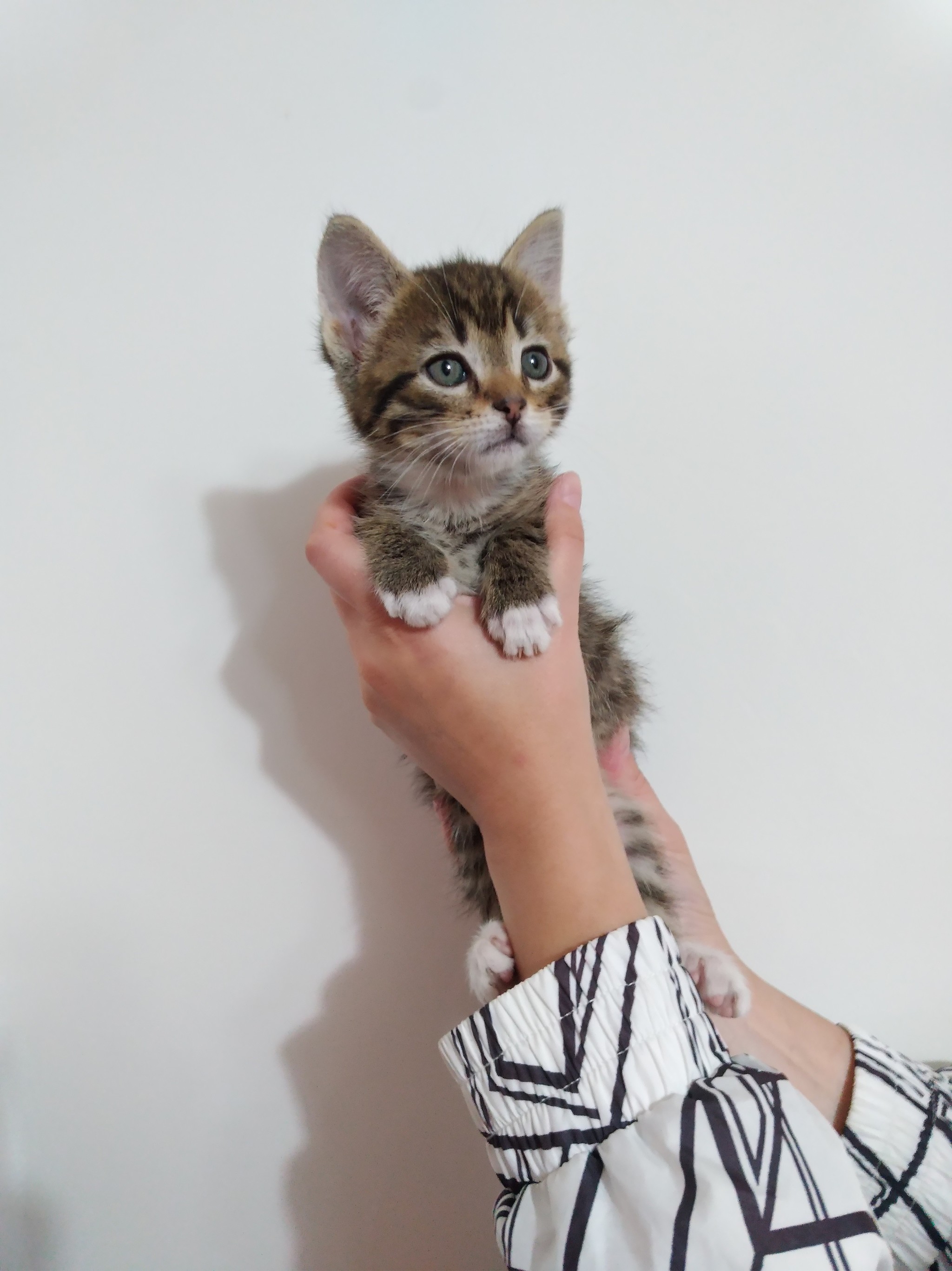 Kitten looking for a home 13 kittens were found gardening - Help, Saint Petersburg, Leningrad region, In good hands, cat, No rating, Longpost, Helping animals