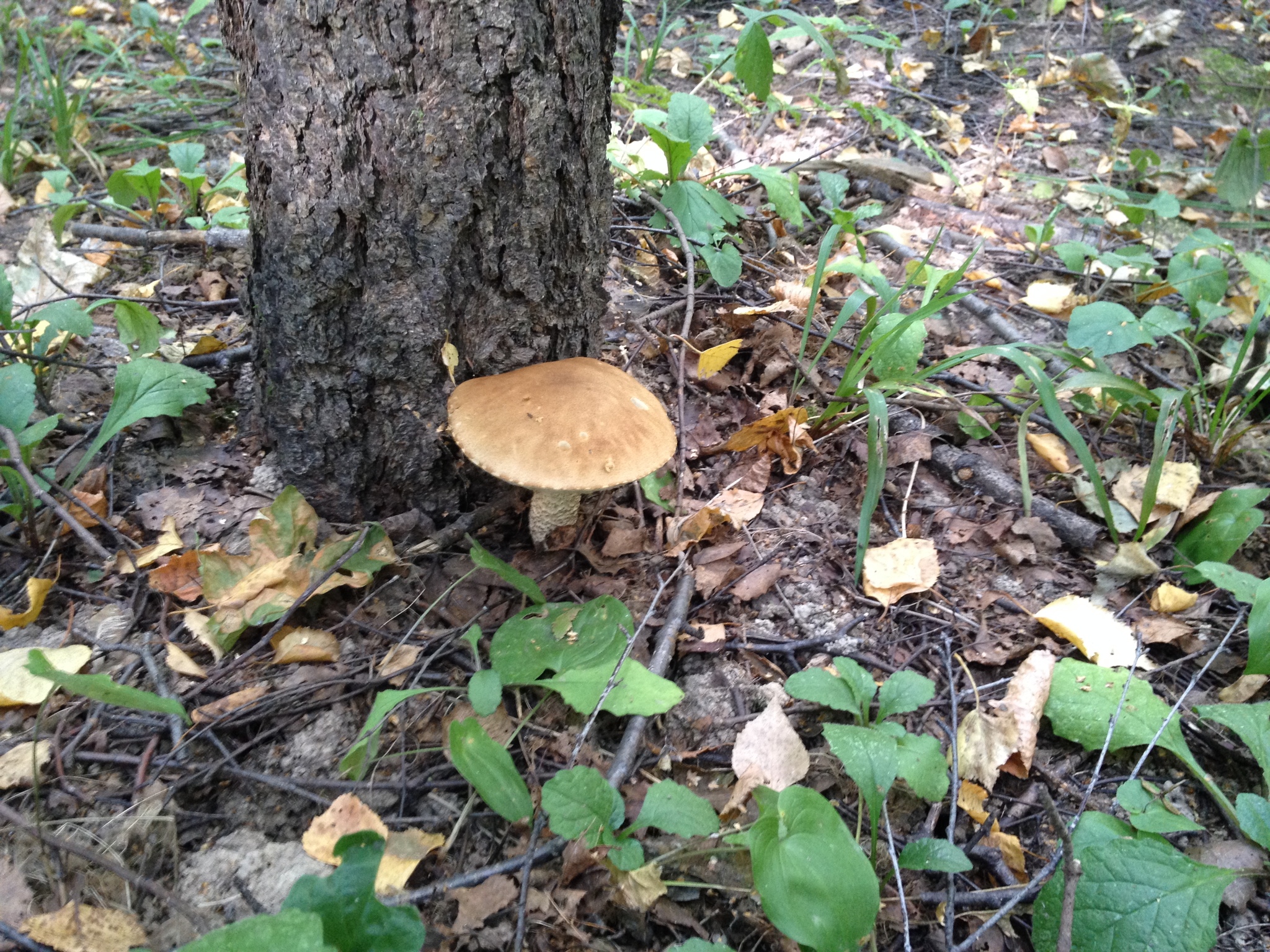 some mushroom - My, Forest, Mushrooms, Walk, Altufyevo, Longpost