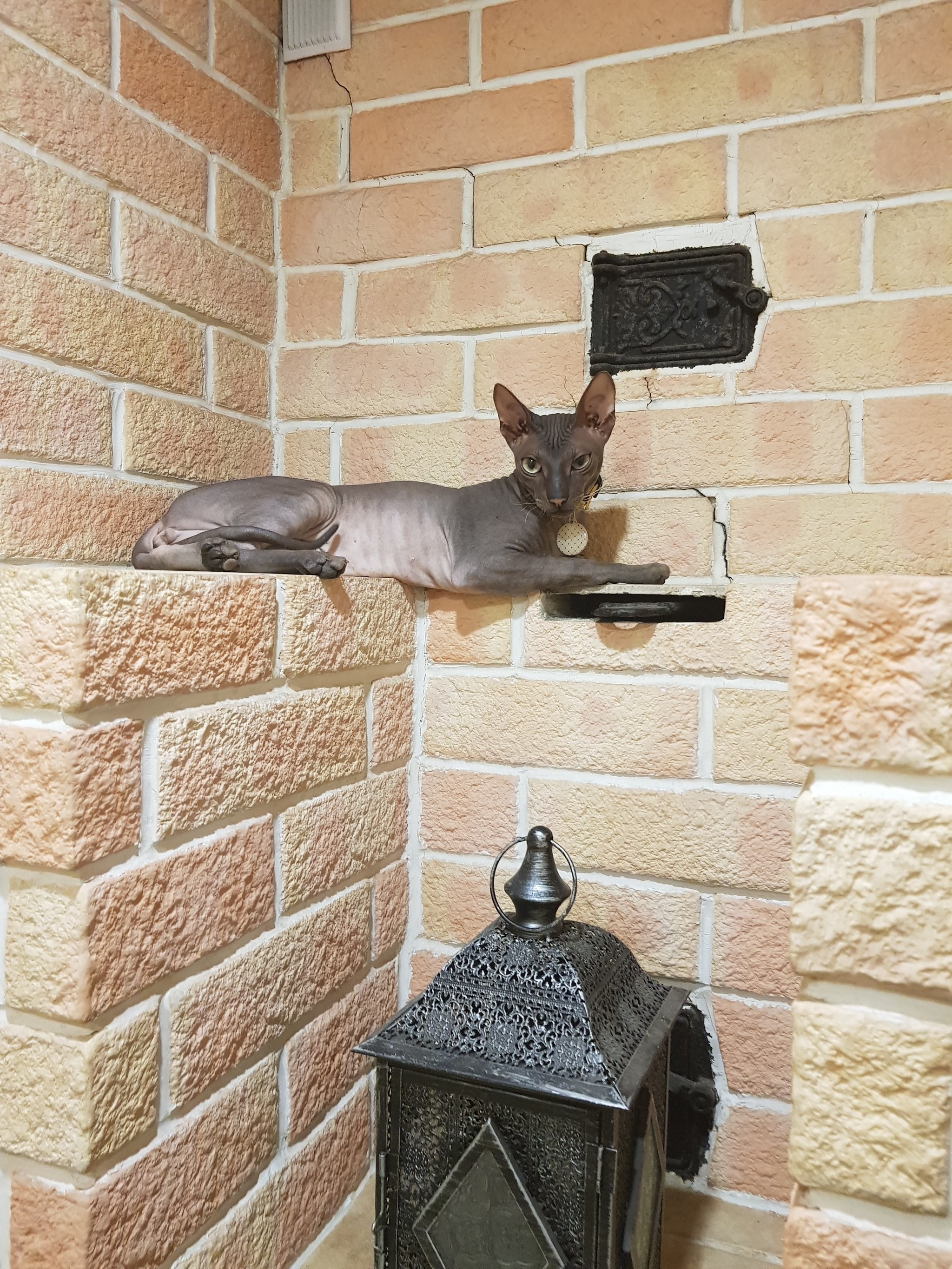 Tigra loves a hot brick oven) - My, Don Sphynx, Sphinx, Catomafia, cat, Pets, Longpost