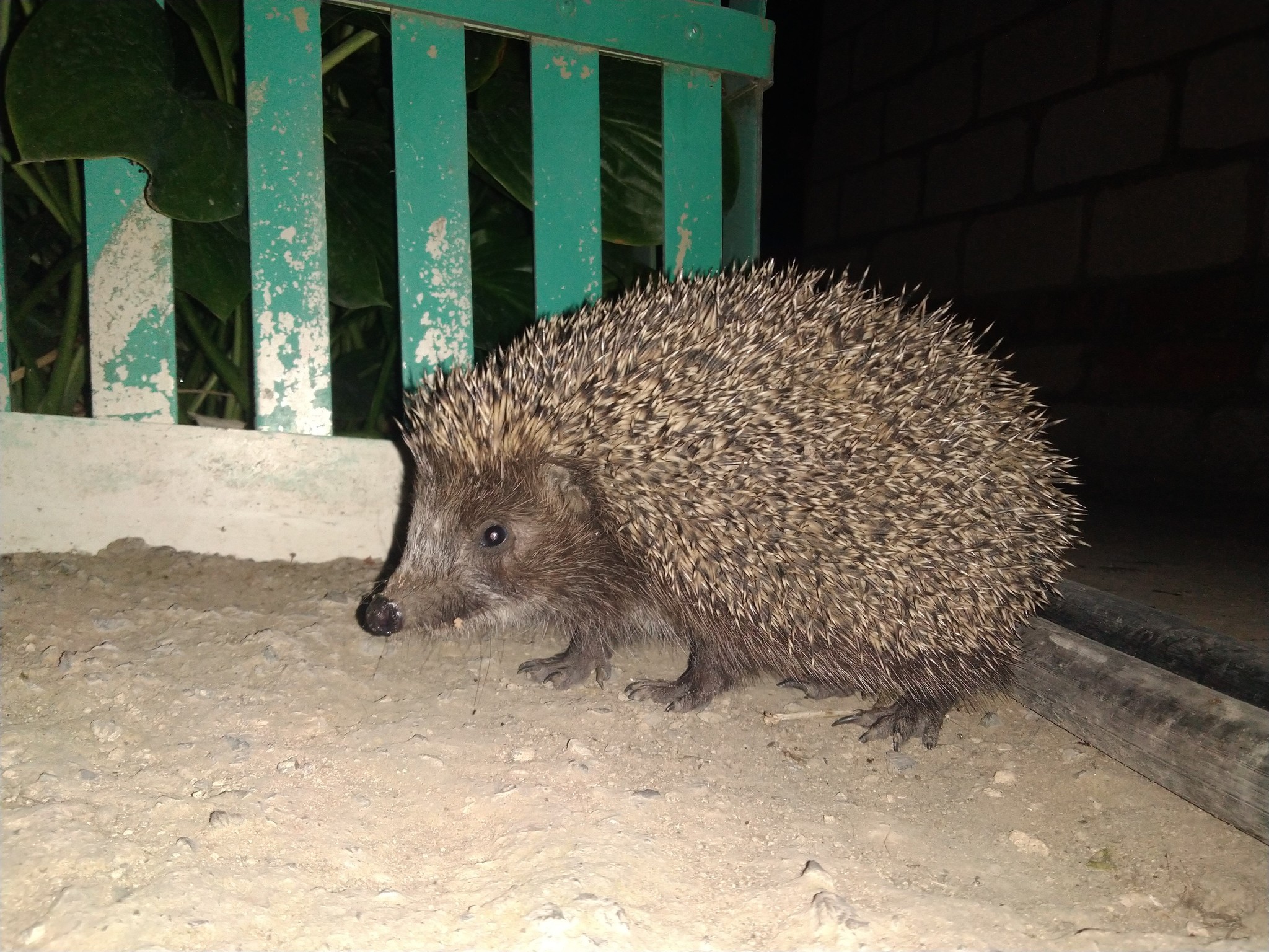 Night guest - My, Hedgehog, , Longpost, Uninvited guests