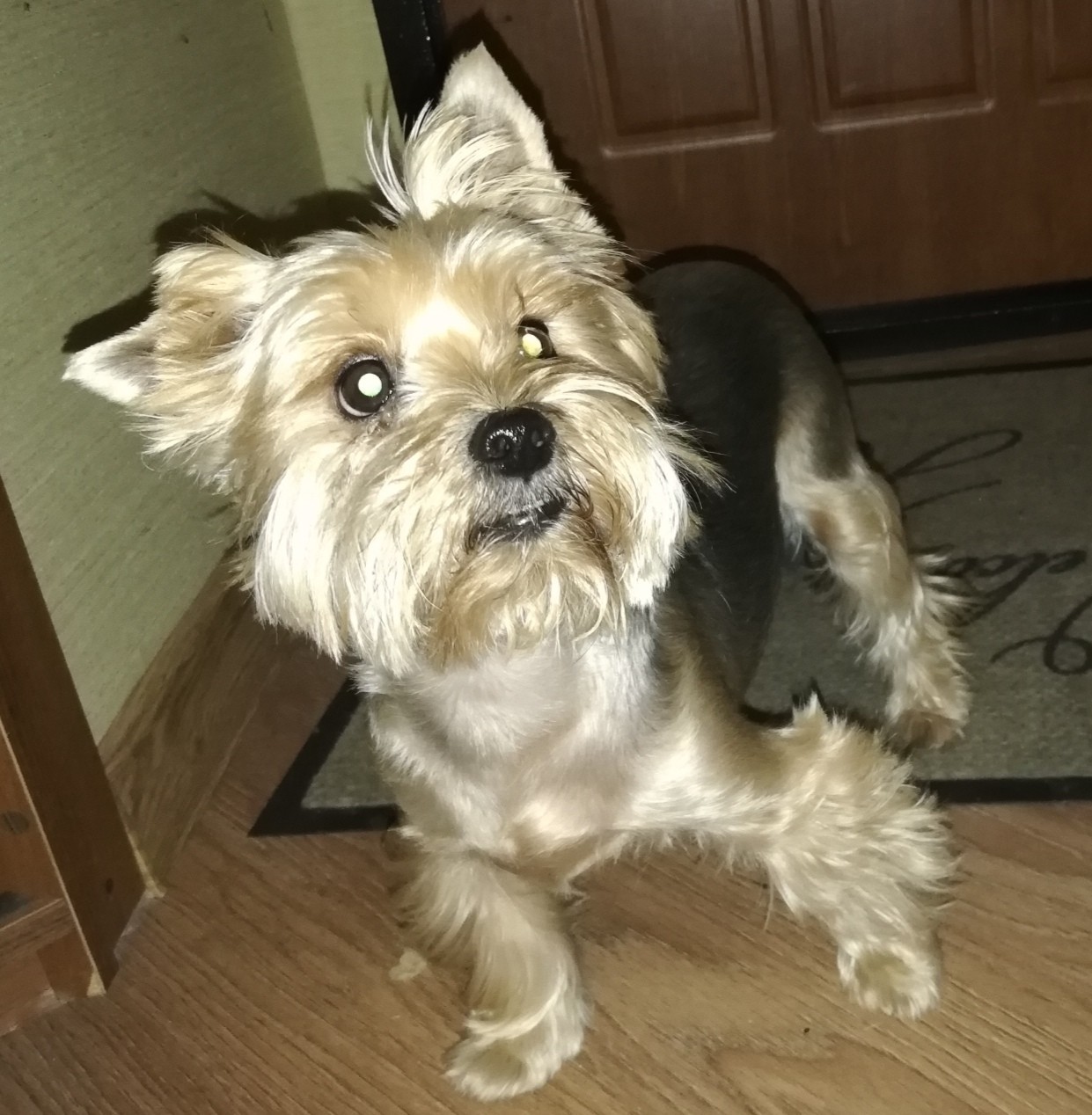 Lost Minsk - Lost, Minsk, Help, Longpost, Dog, No rating