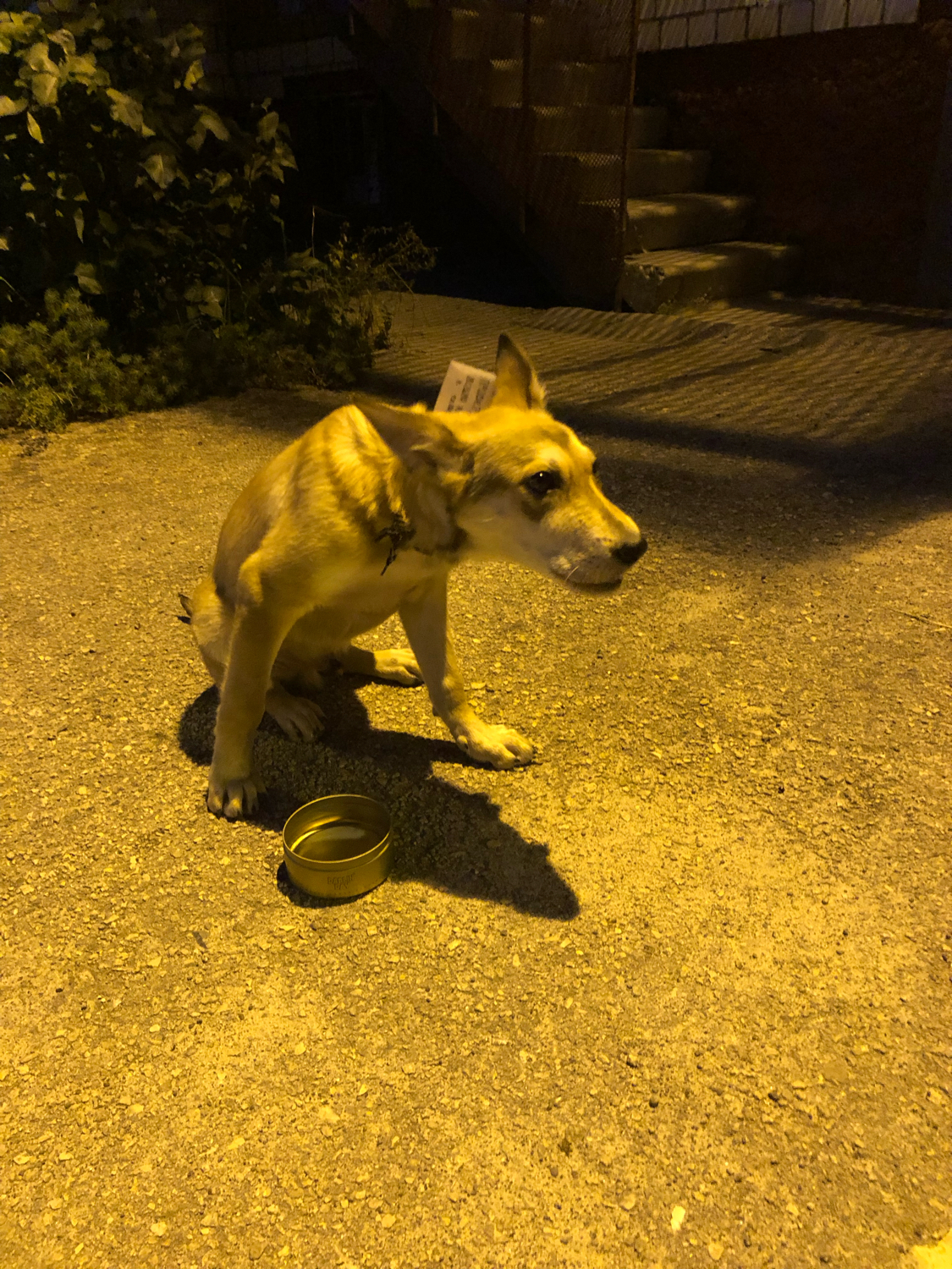 Let us help you find the owner - My, Animals, Overexposure, Longpost, Dog, Found a dog, Lost, Nizhny Novgorod, In good hands, No rating