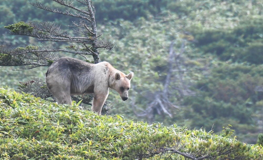 Snow White and Baby - The Bears, The photo, Artur Murzakhanov, Photostory, Longpost