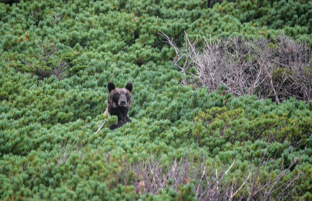 Snow White and Baby - The Bears, The photo, Artur Murzakhanov, Photostory, Longpost