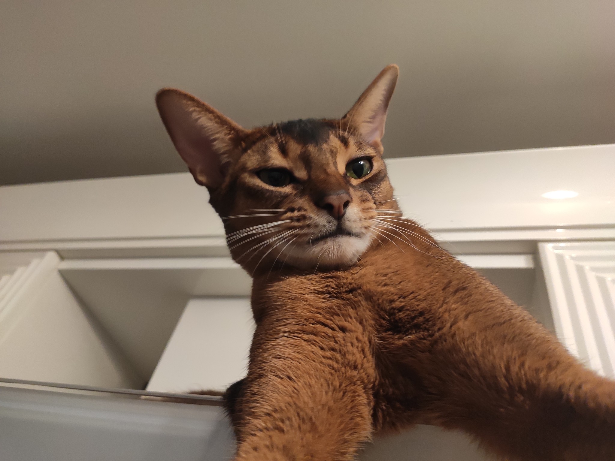 Selficot - My, cat, Kotoselfi, Kotopes, Longpost, Abyssinian cat, Pets