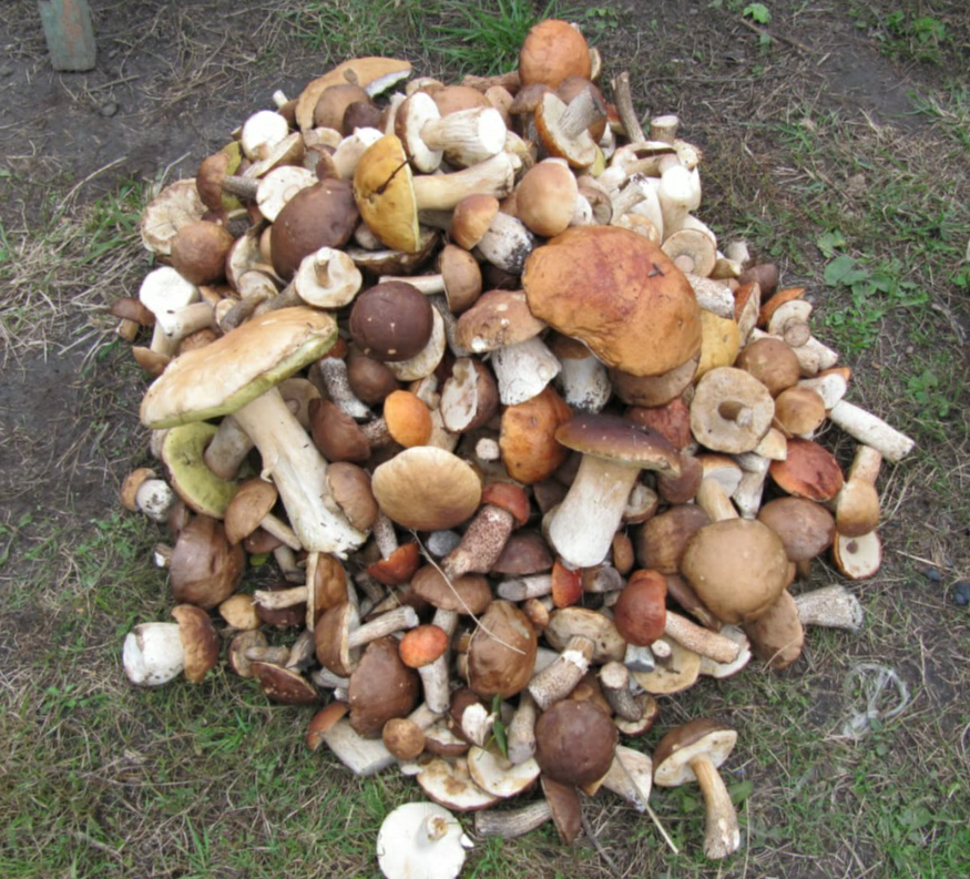 Something like this. - My, Mushrooms, Boletus, White, Подмосковье, Silent hunt