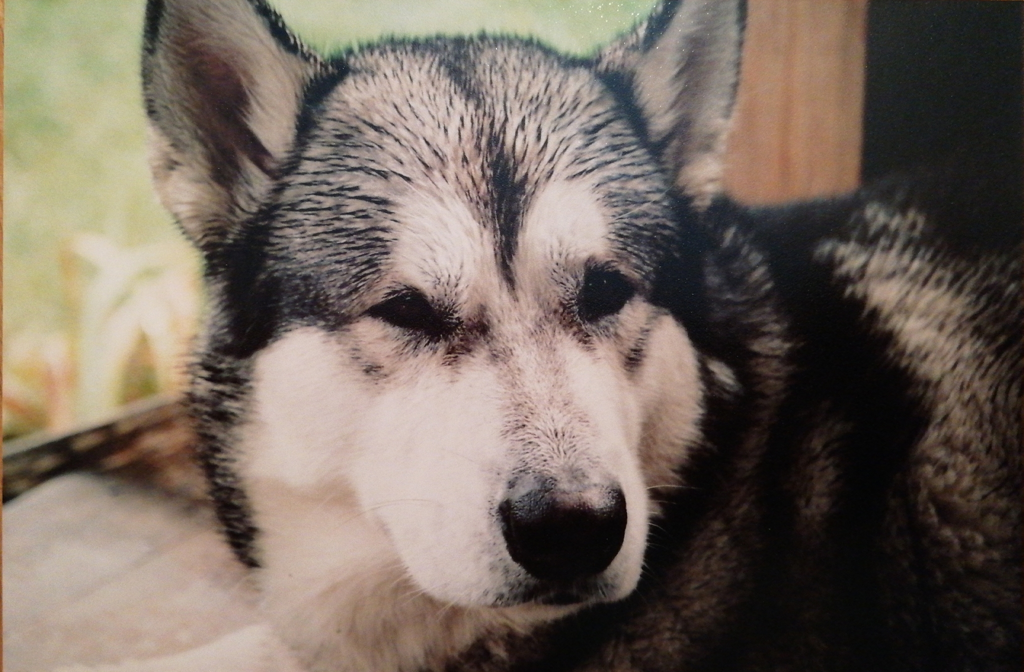 Gray - My, Dog, Alaskan Malamute, Friend, Brother, Pet, Longpost, cat, Pets