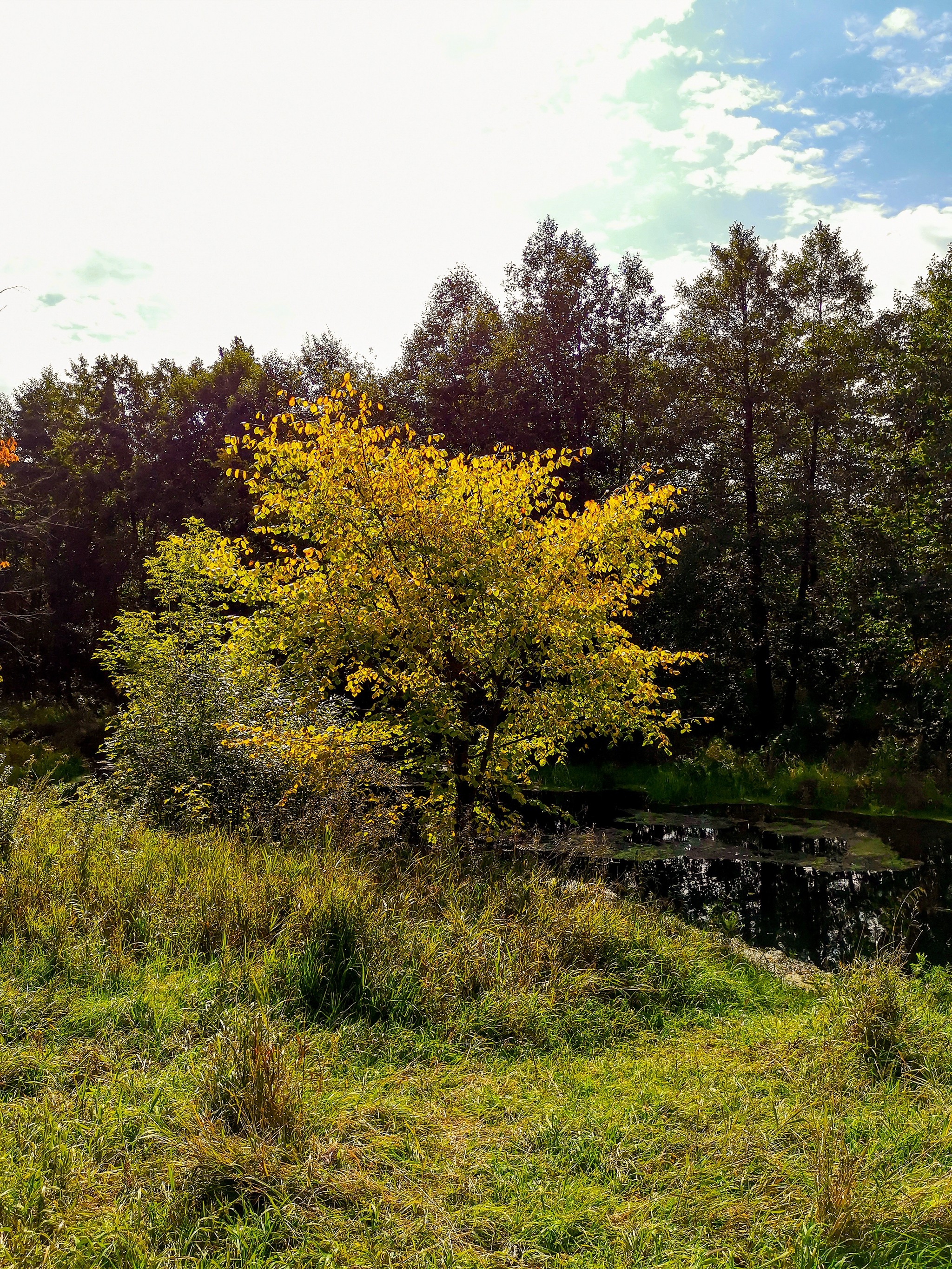 September sketches - My, Dzerzhinsk, Reshetiha, Nature, Mobile photography, The photo, Longpost, Video, A bike