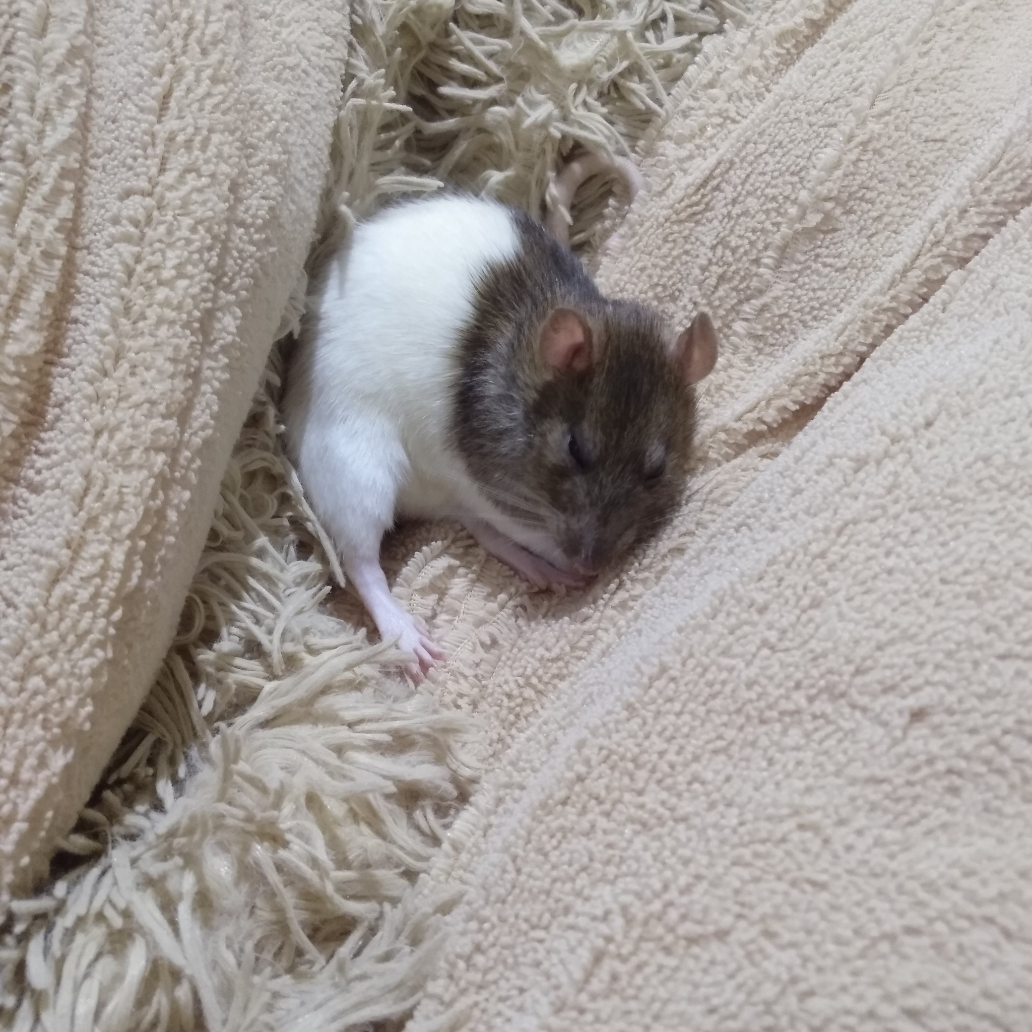 An evening with rats - My, Decorative rats, Rat, Pets, Milota, Video, Longpost