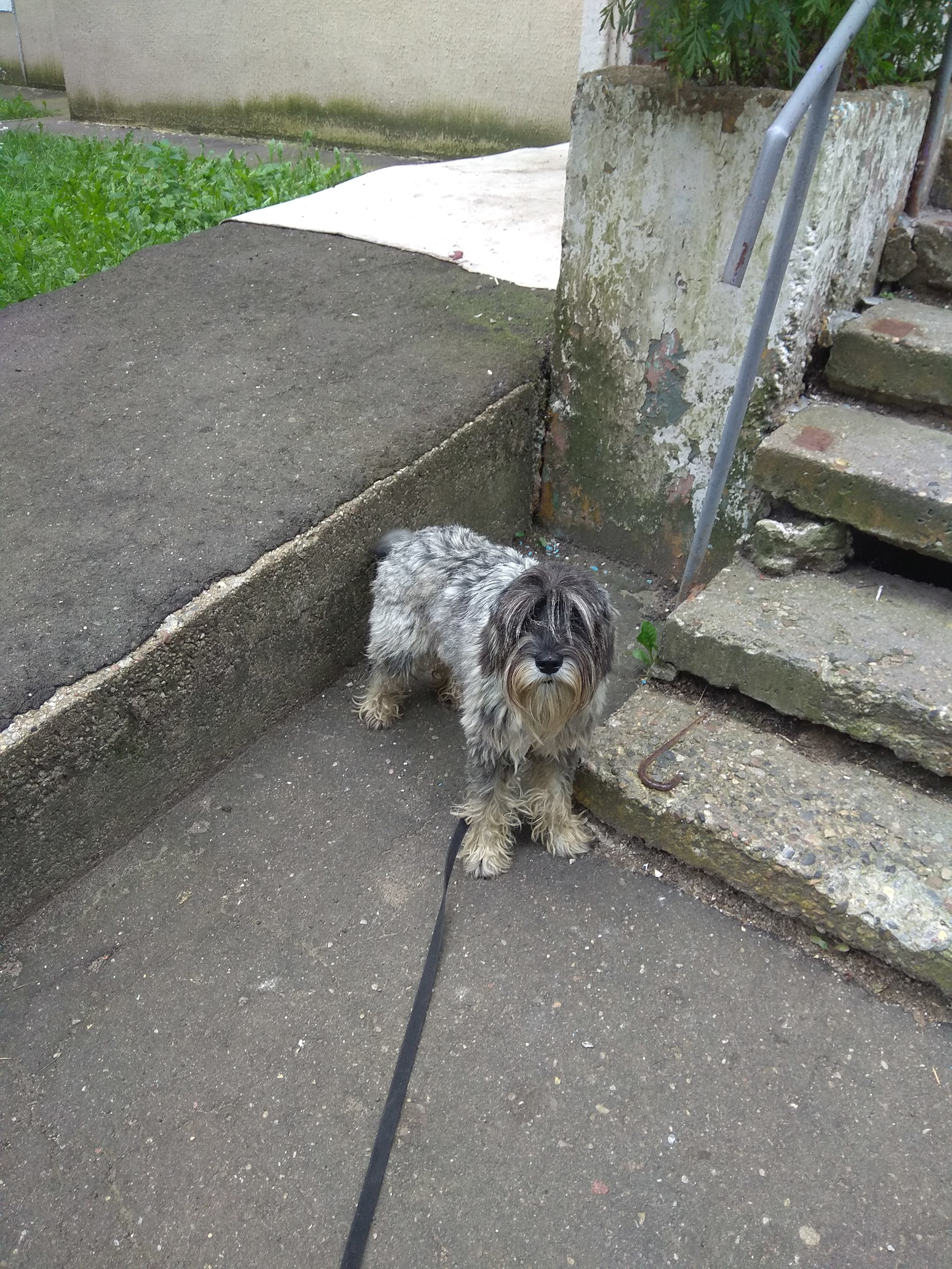 Found standard schnauzer - My, Found a dog, The dog is missing, Lost, Standard Schnauzer, Minsk, Minsk Oblast, Longpost, No rating