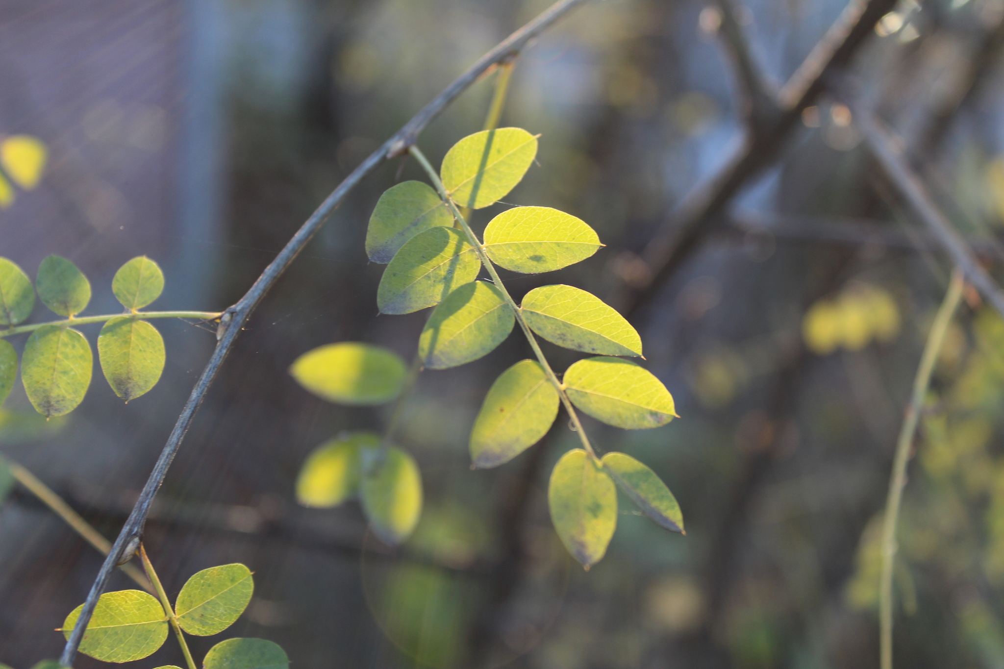 goodbye summer - My, Autumn, Indian summer, Good weather, Подмосковье, Longpost