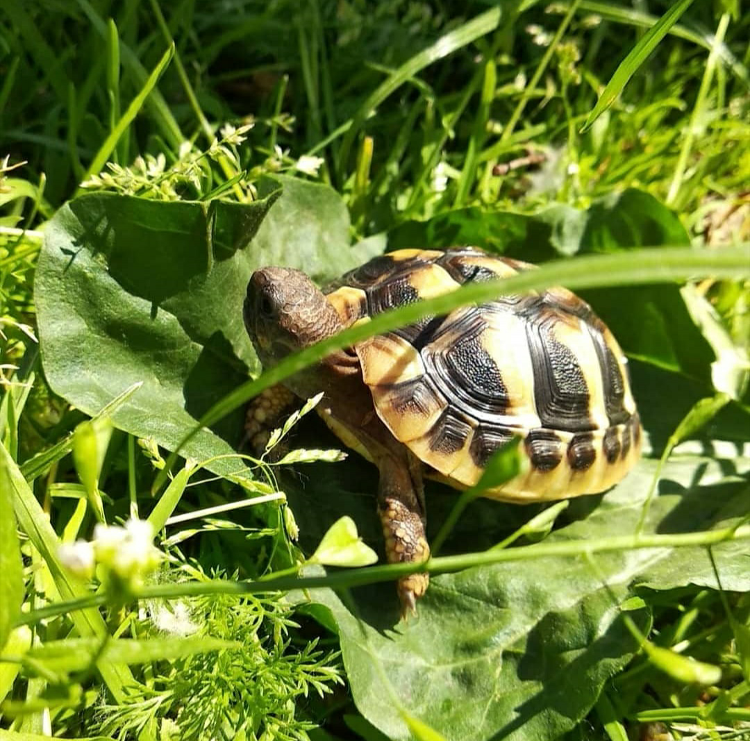 My chopper) - My, Turtle, Habits, Terrariumistics, Toddlers, Pet, Video, Longpost, Children, Pets