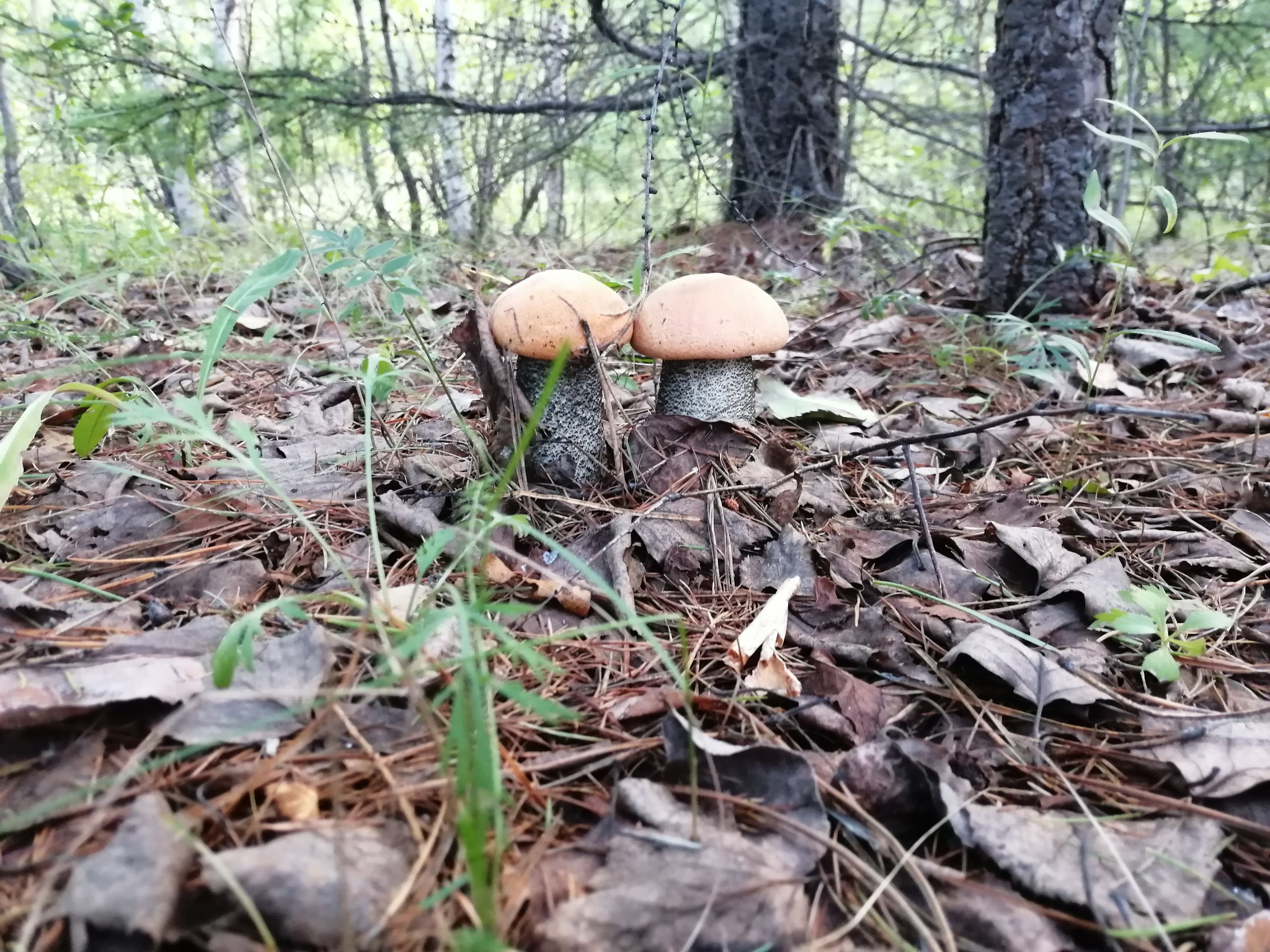 La what beauties). Greetings from the Amur Region - My, Mushrooms, Forest, The photo