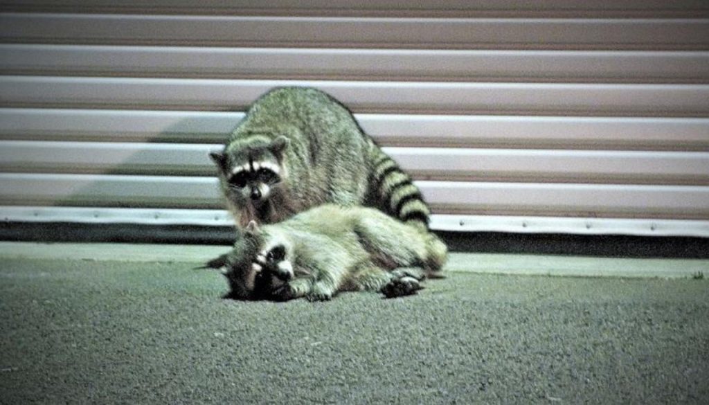 Drunk raccoons have invaded Ontario. - Ontario, Canada, Raccoon, Alcoholics