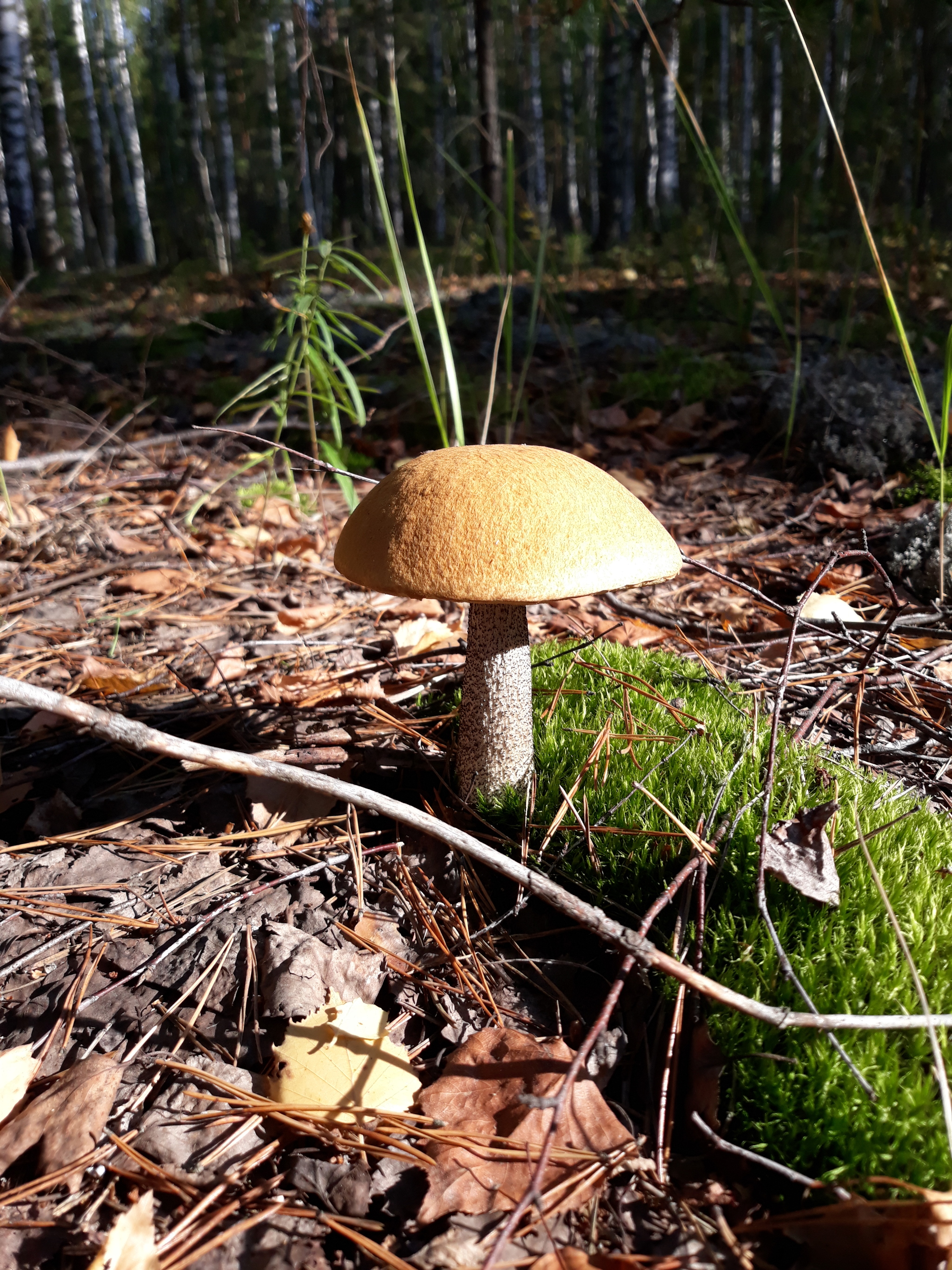 Handsome! - My, Mushrooms, Walk, The photo, Longpost